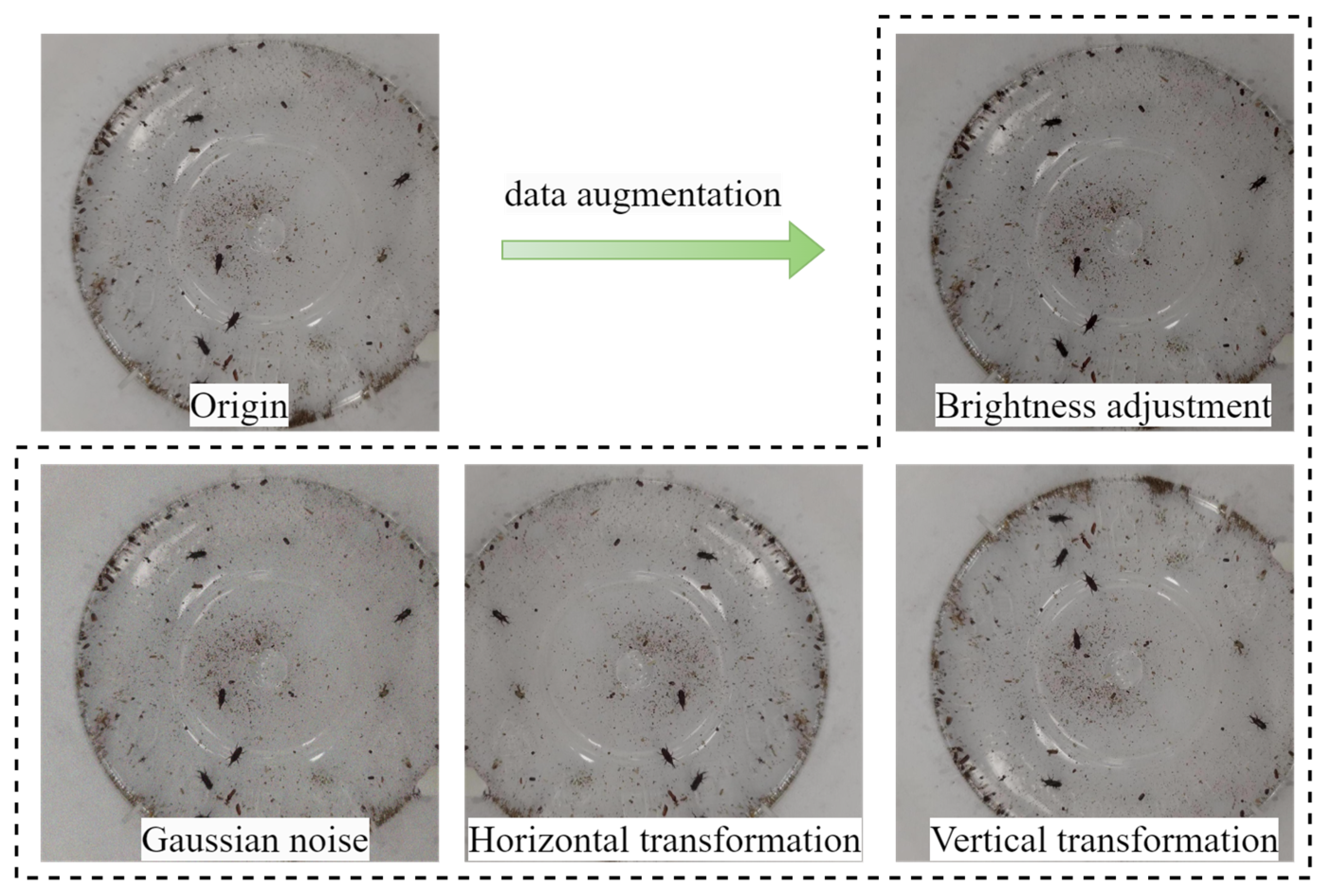 Insects 16 00610 g006