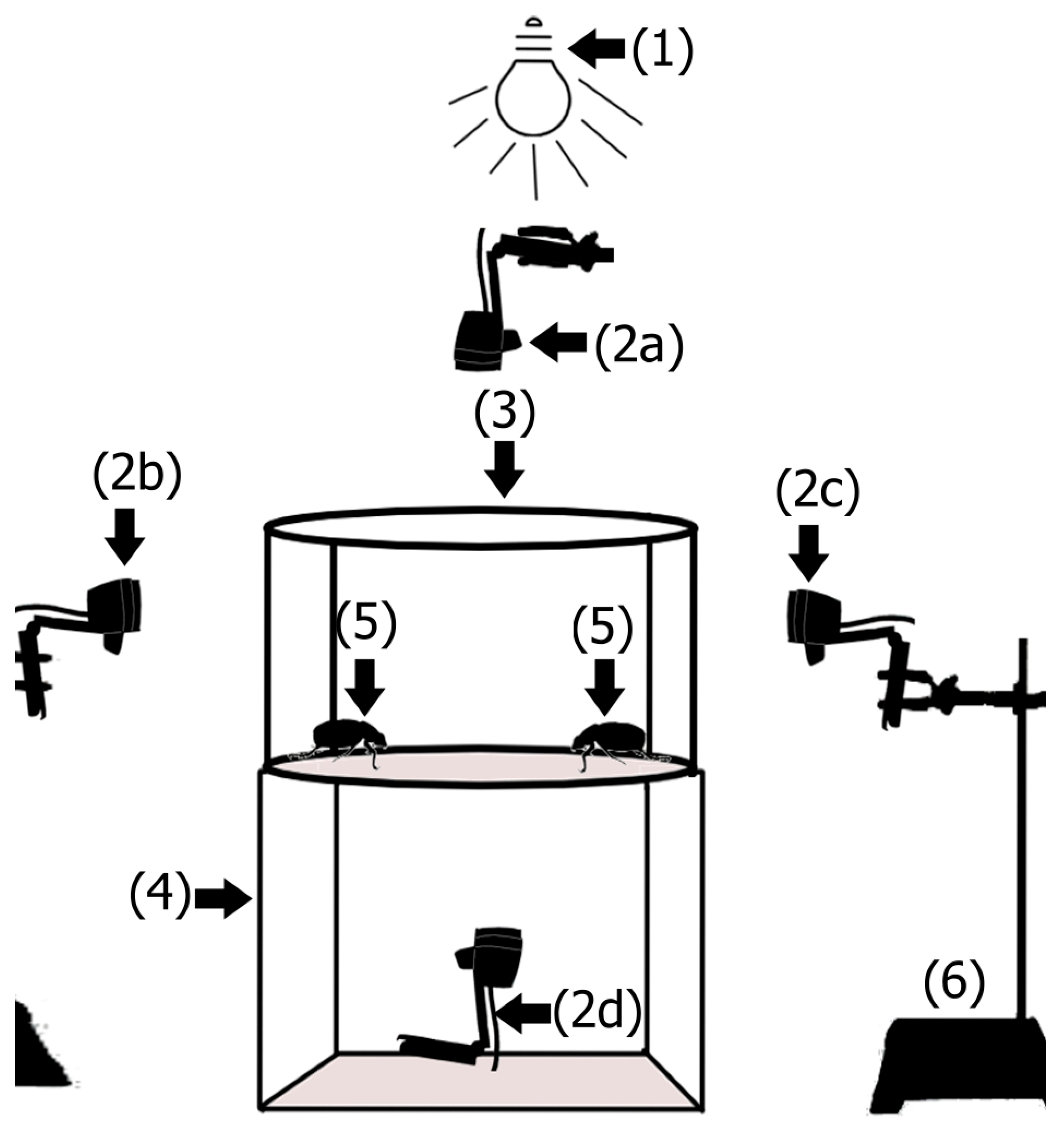 Amazon.com: The Evolution of Insect Mating Systems