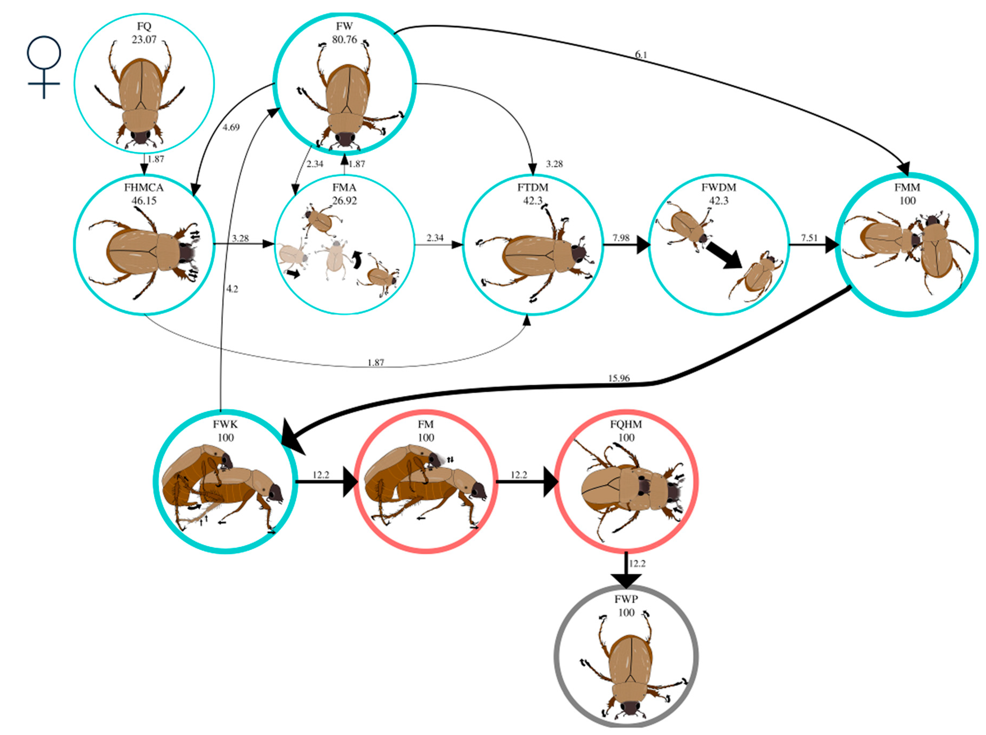 Mating Behavior of Cyclocephala barrerai Martínez
