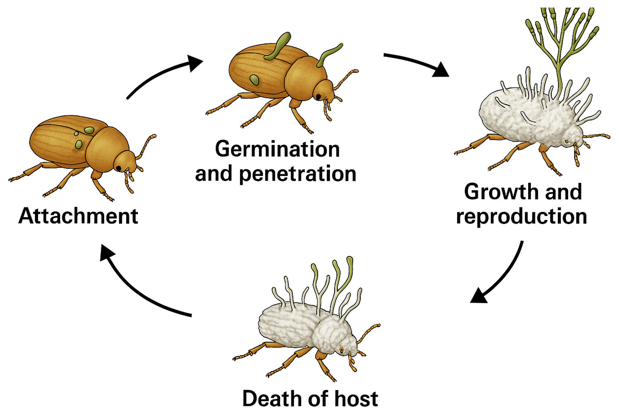 Insects 16 00615 g001