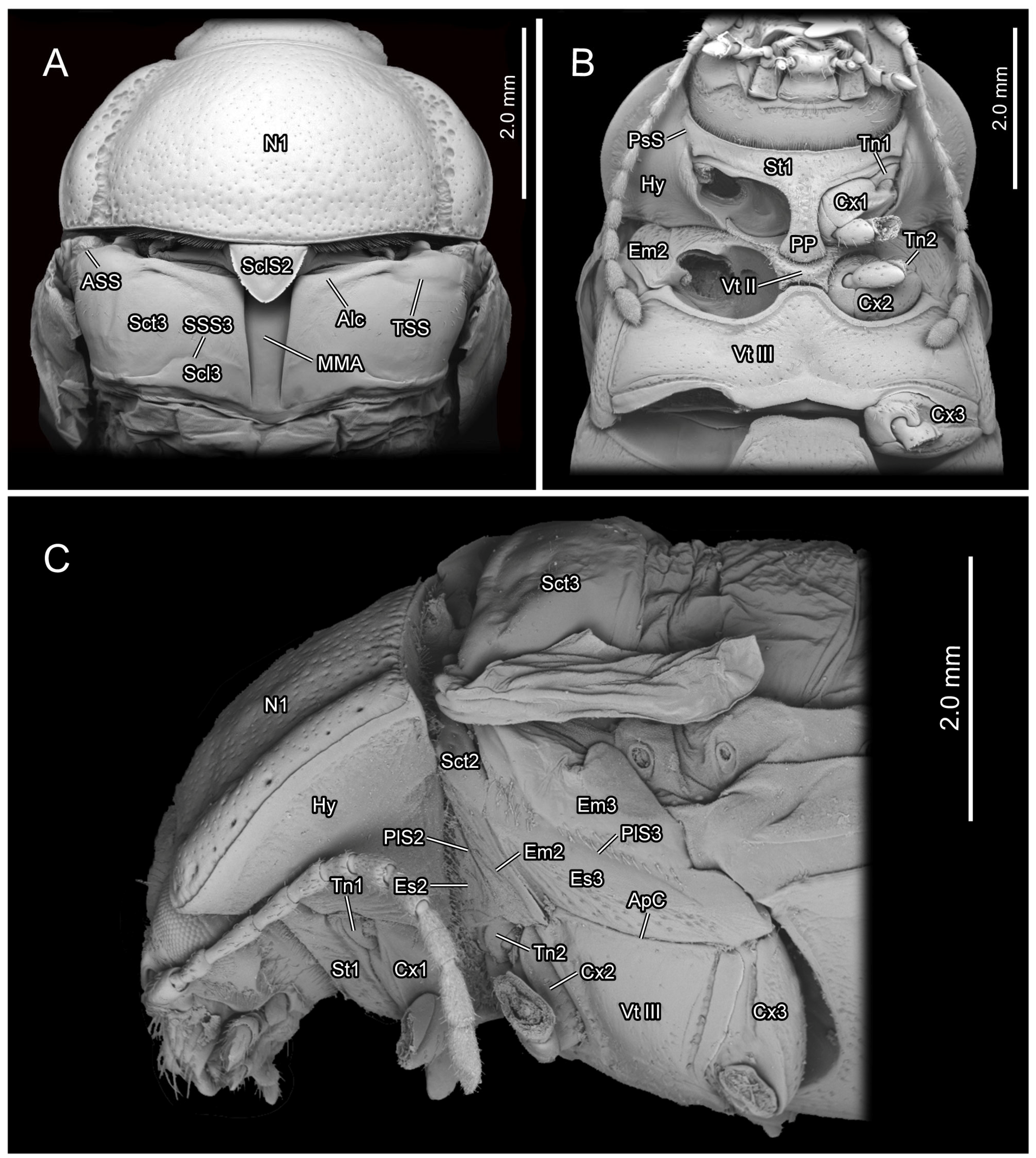 Insects 16 00618 g003