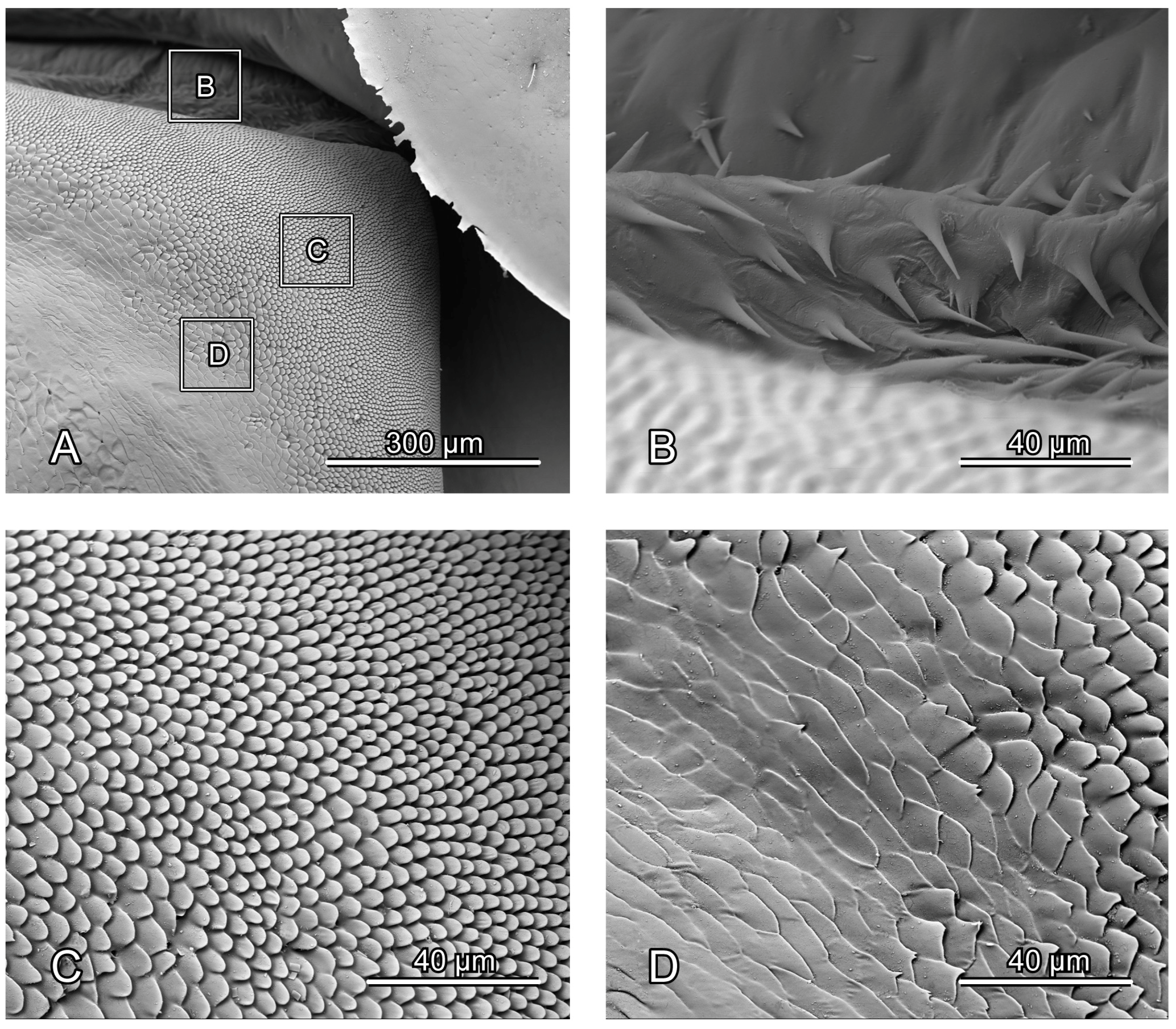 Insects 16 00618 g004