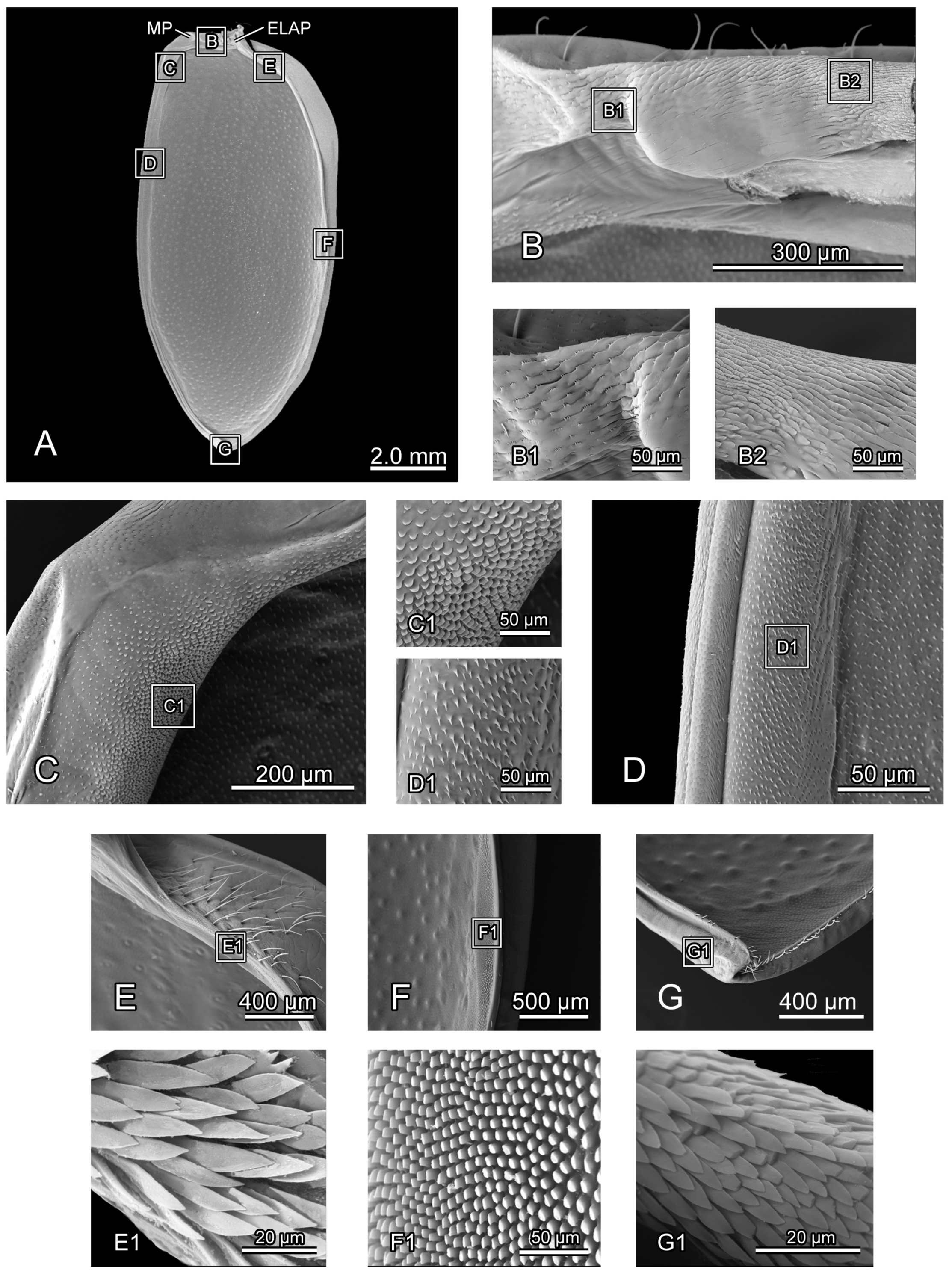 Insects 16 00618 g005
