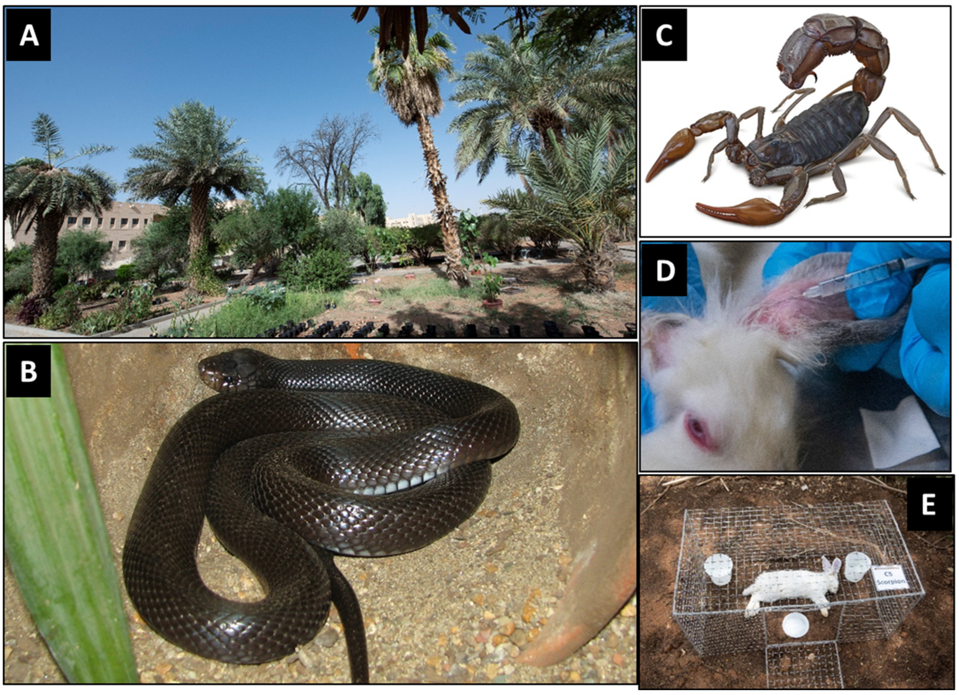 Insects 16 00625 g001 Insects 16 00625 g001