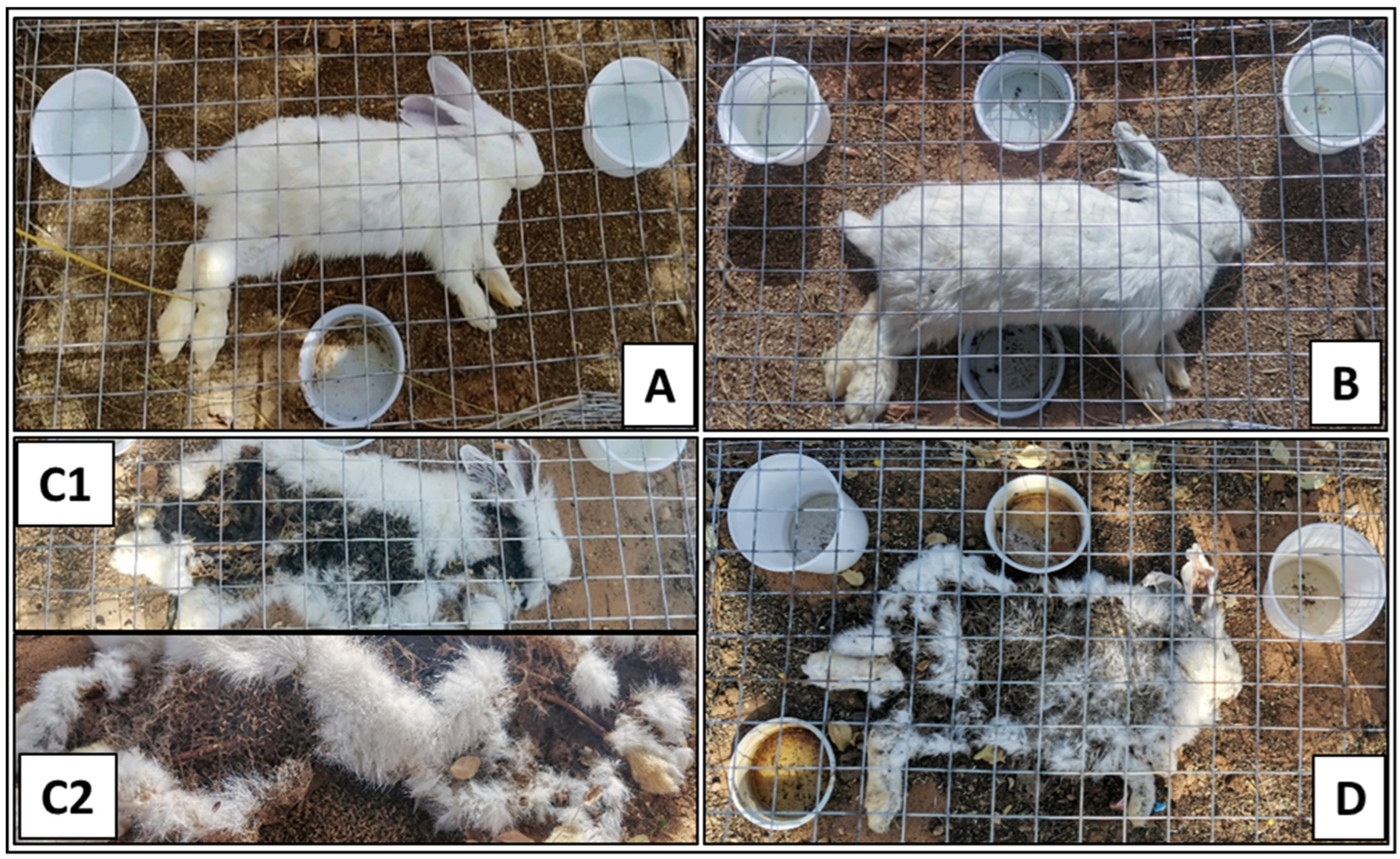 Insects 16 00625 g003 Insects 16 00625 g003