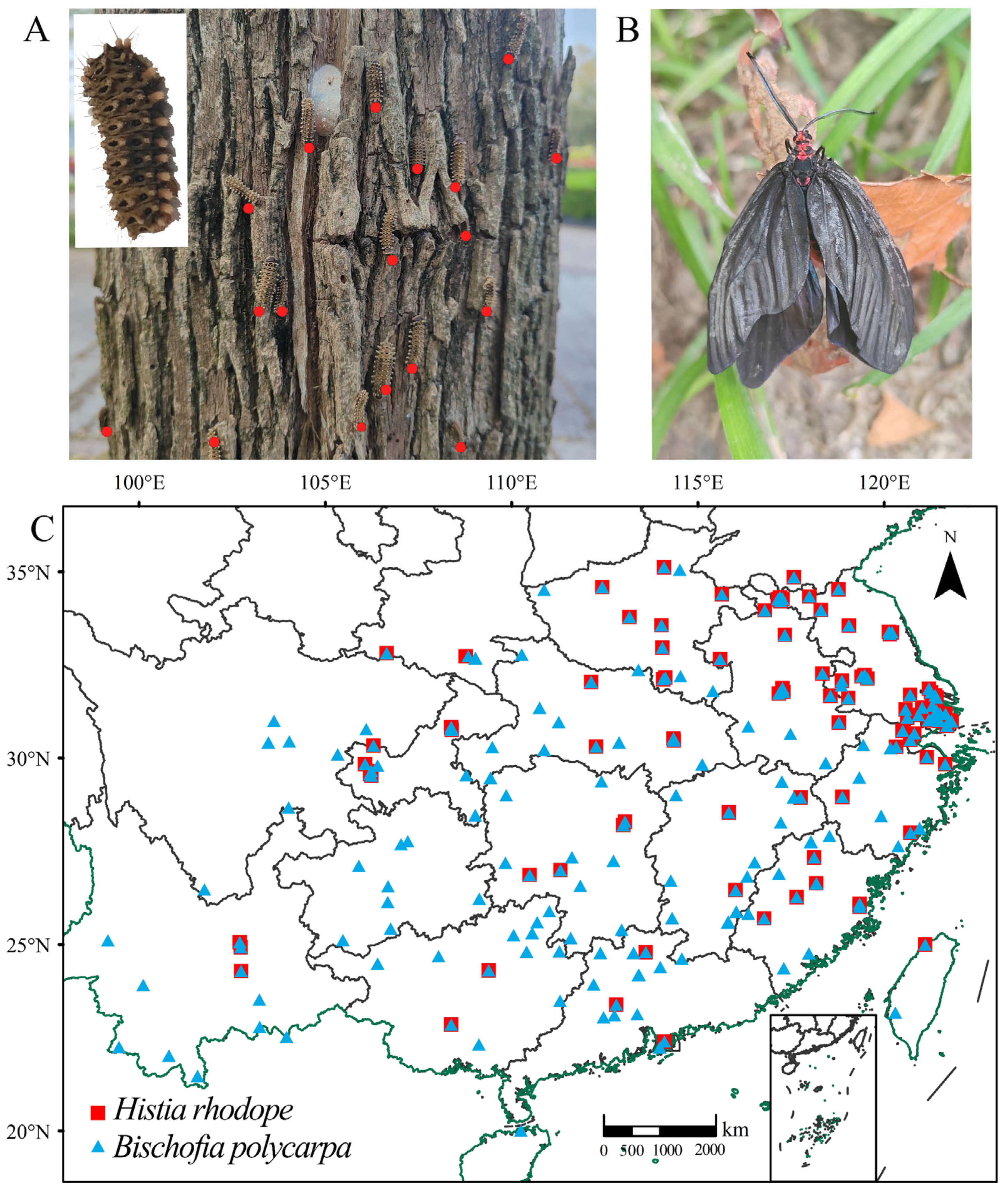 Insects 16 00627 g001