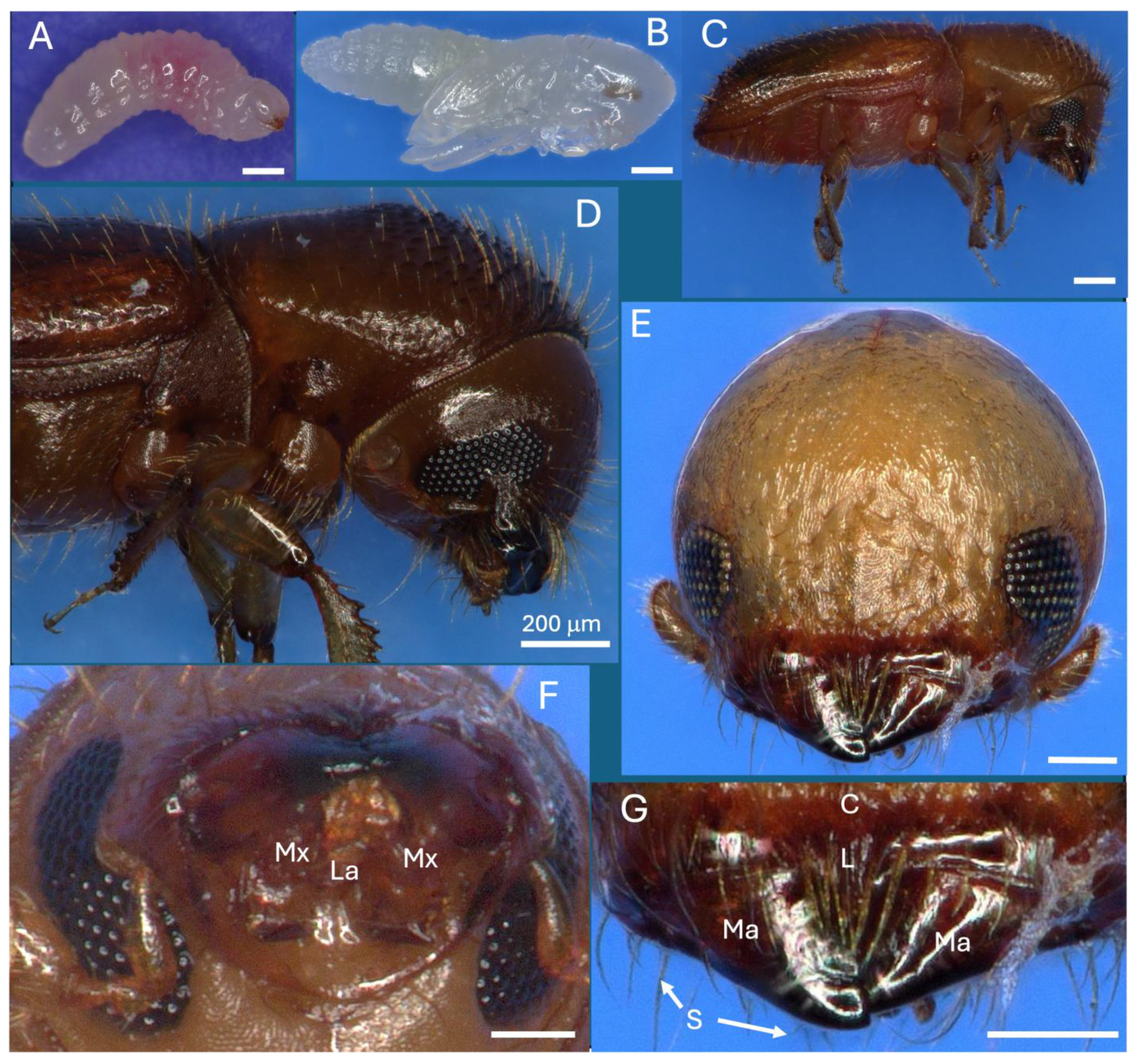 Insects 16 00644 g001