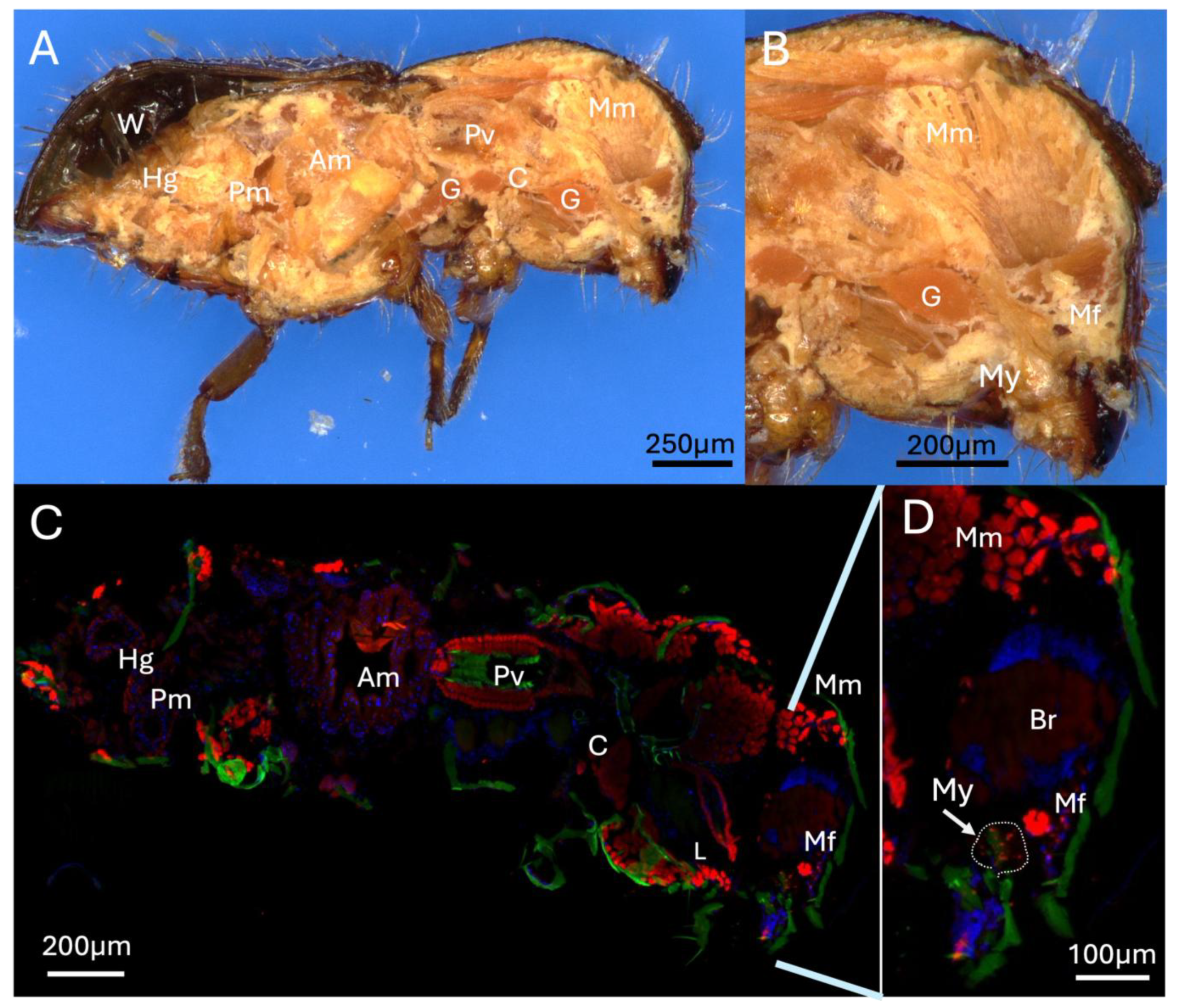 Insects 16 00644 g002