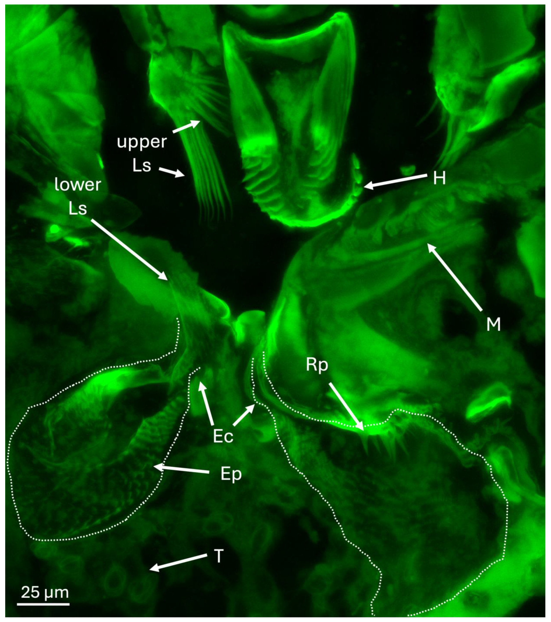 Insects 16 00644 g006