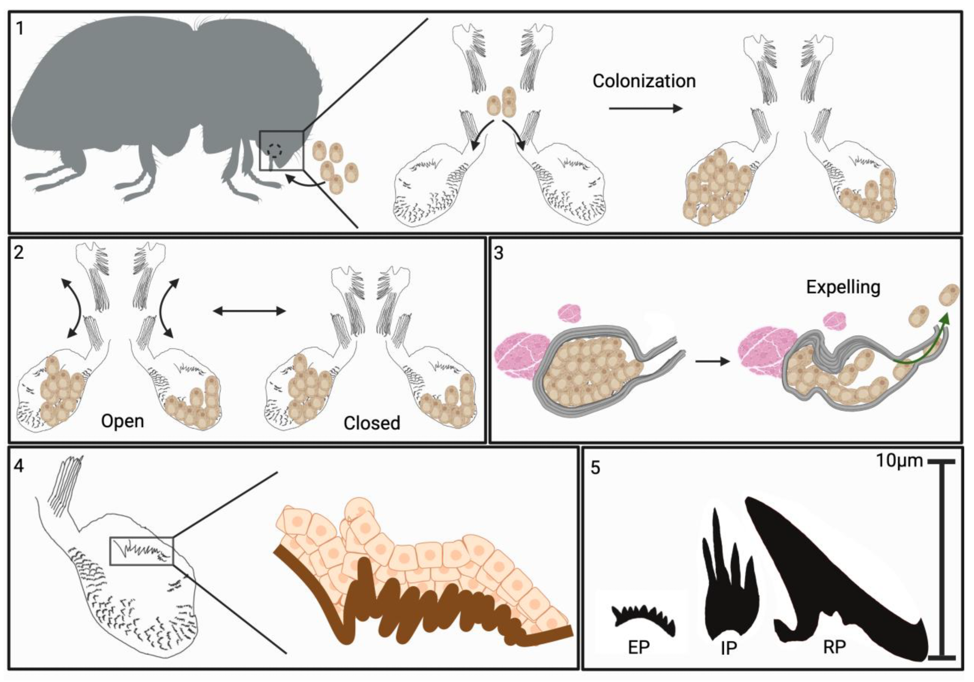 Insects 16 00644 g011