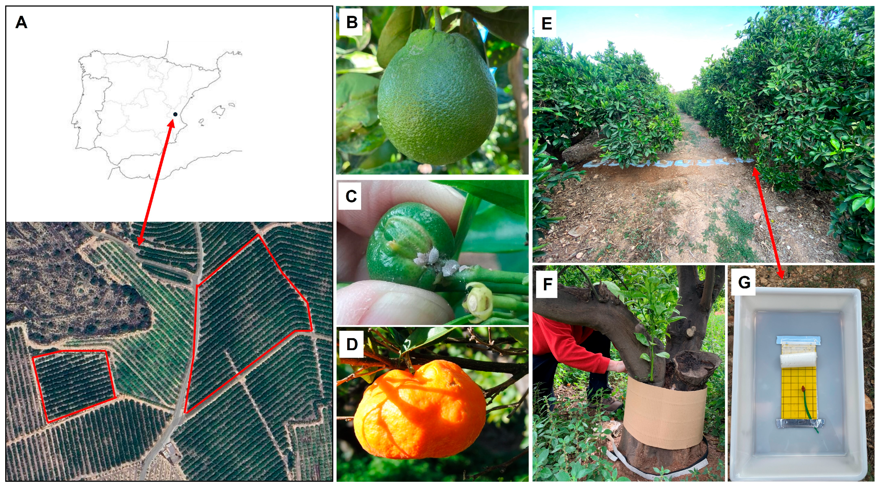 Insects 16 00651 g001