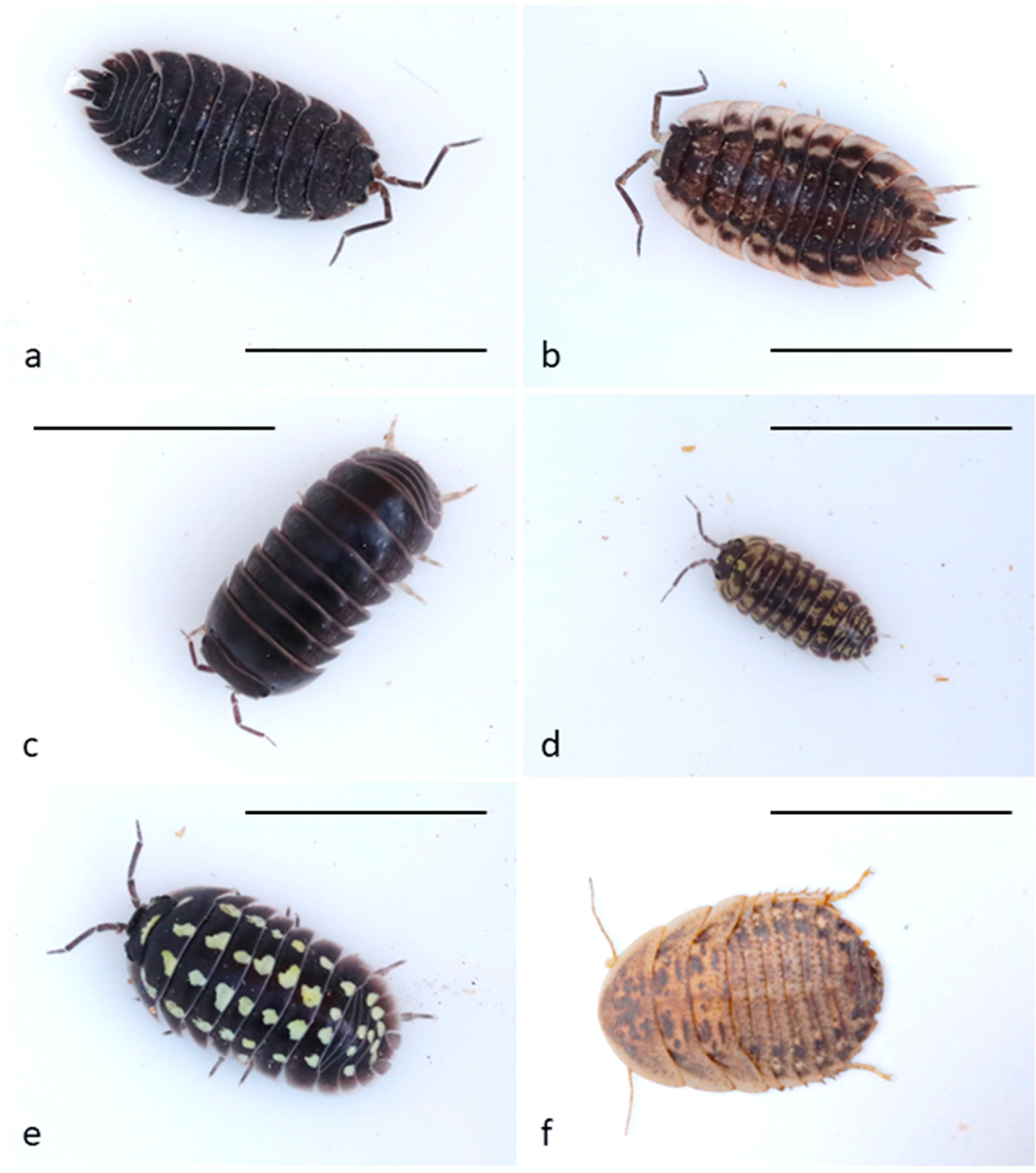 Insects 16 00662 g001