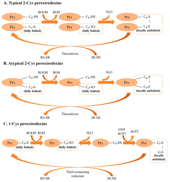 Insect Peroxiredoxins: A Comprehensive Review of Their Classification, Distribution, Structural Features, Expression Profiles and Physiological Functions