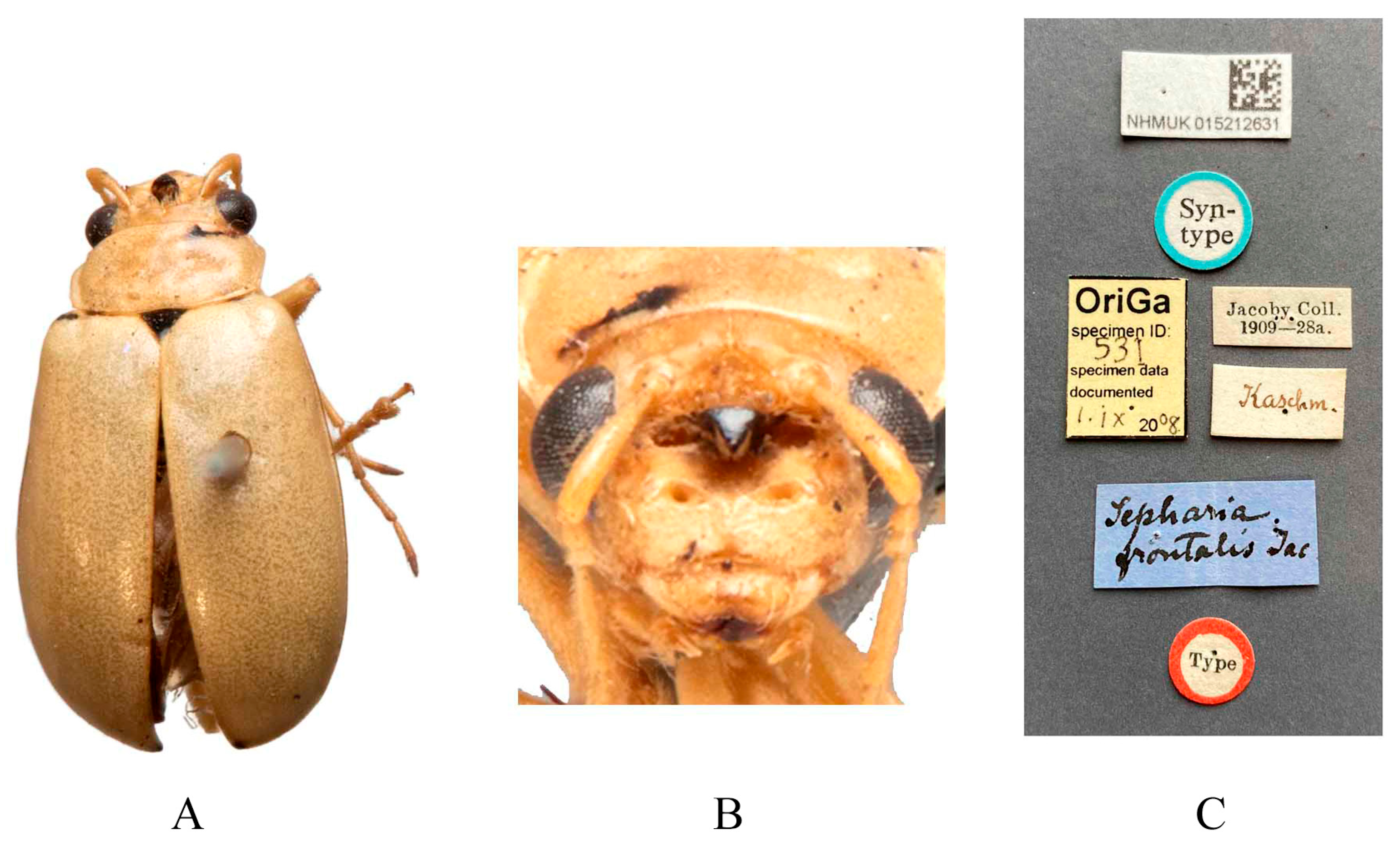 Insects 16 00685 g001