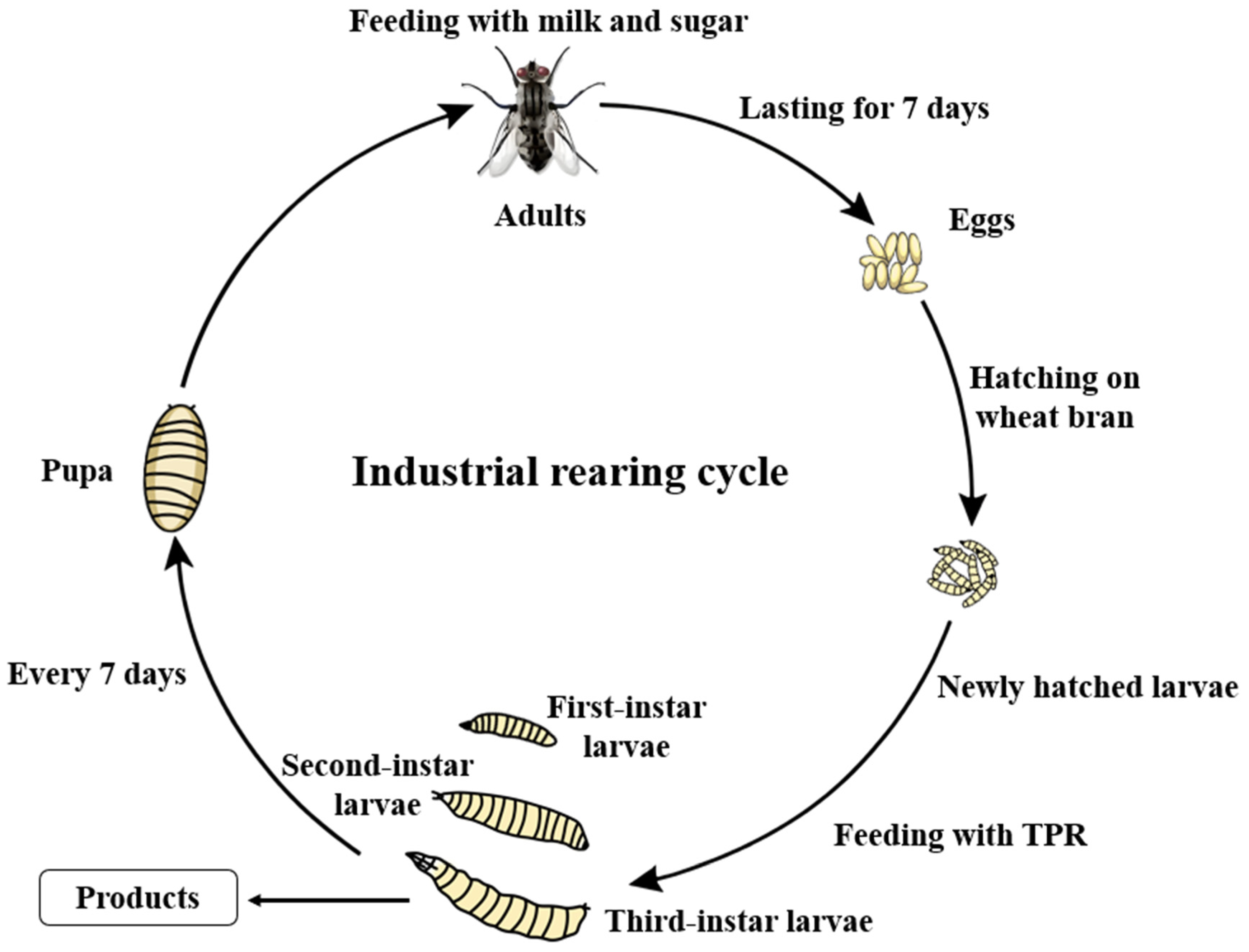 Insects 16 00686 g001