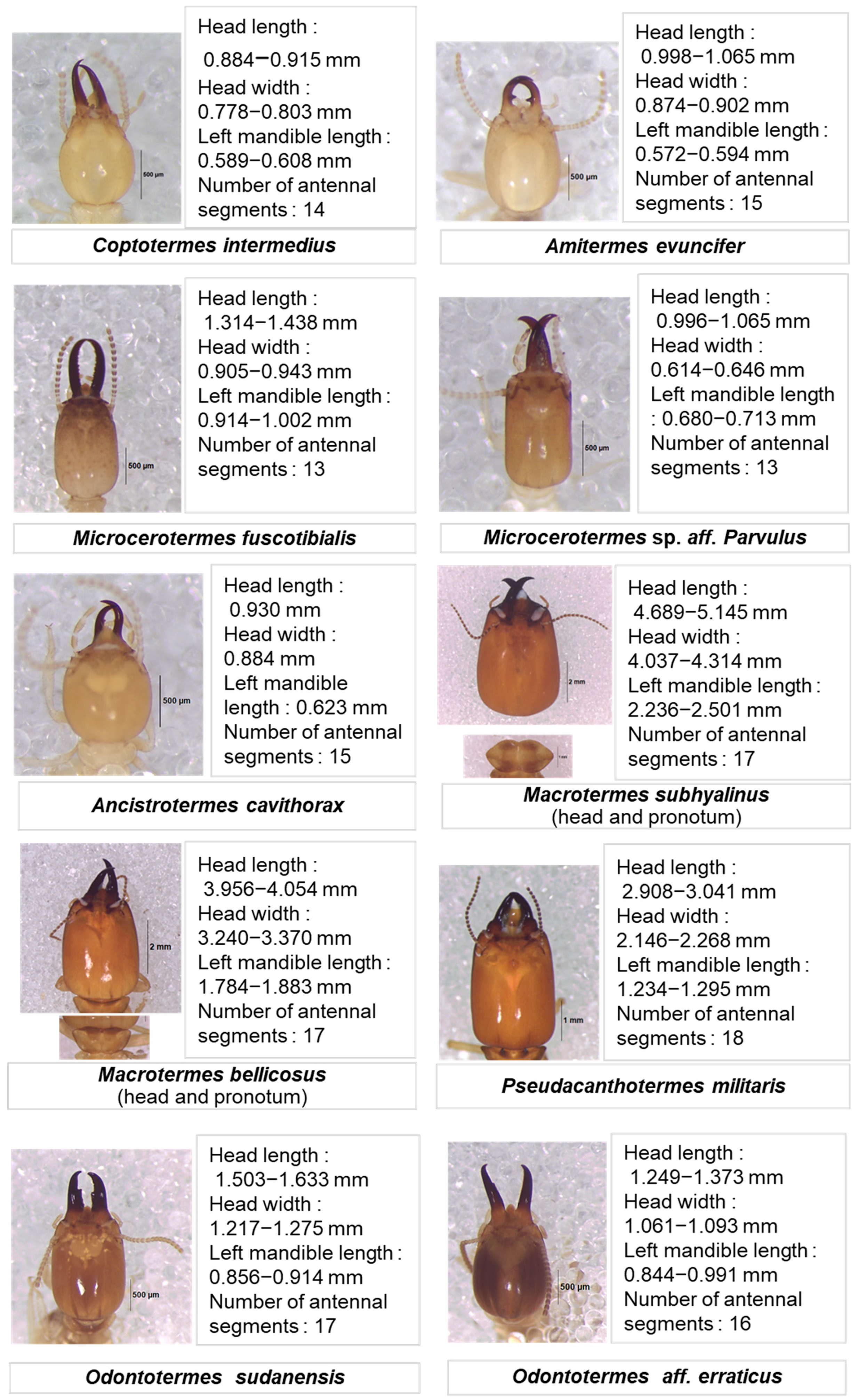 Insects 16 00687 g002a