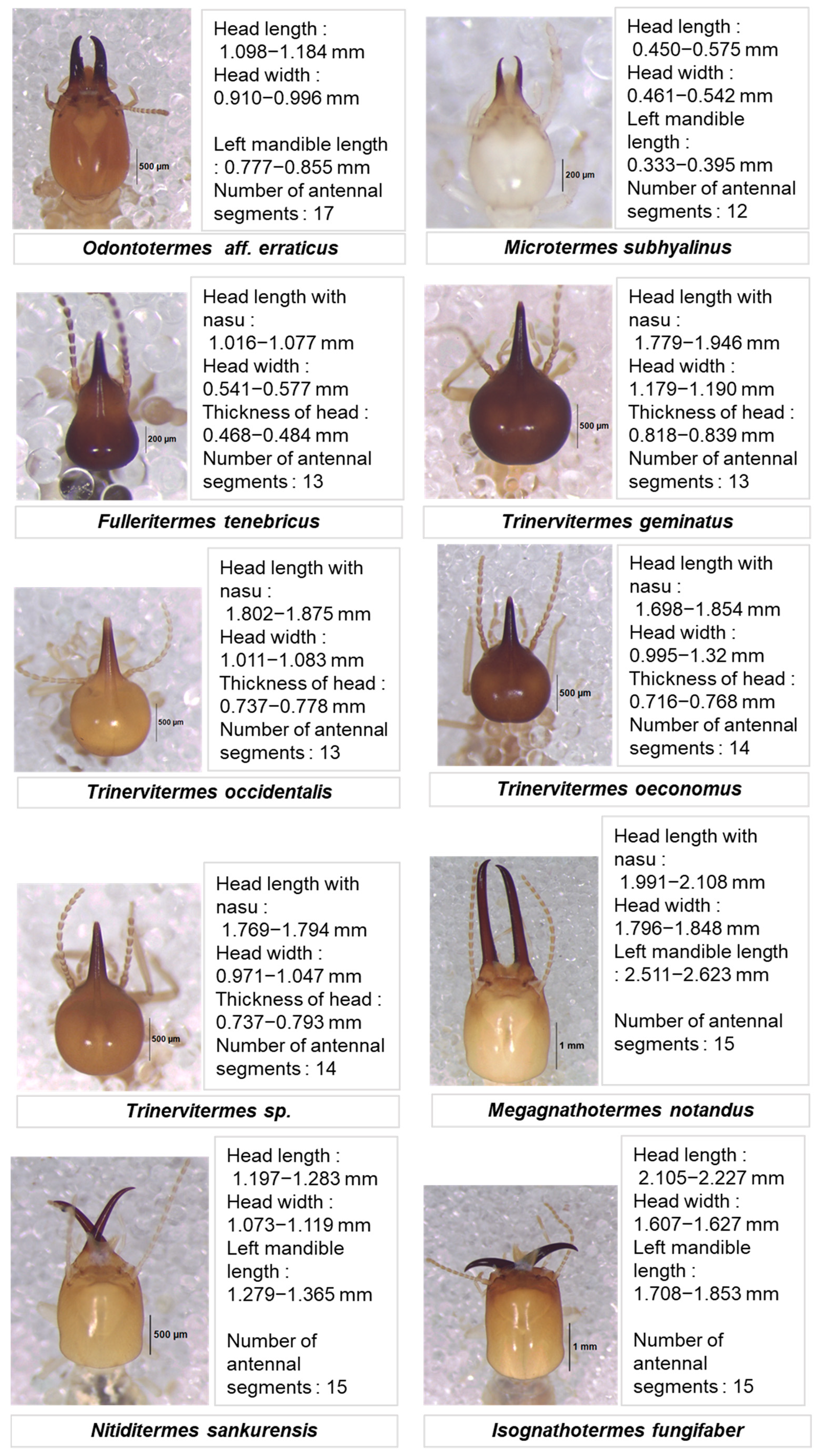 Insects 16 00687 g002b