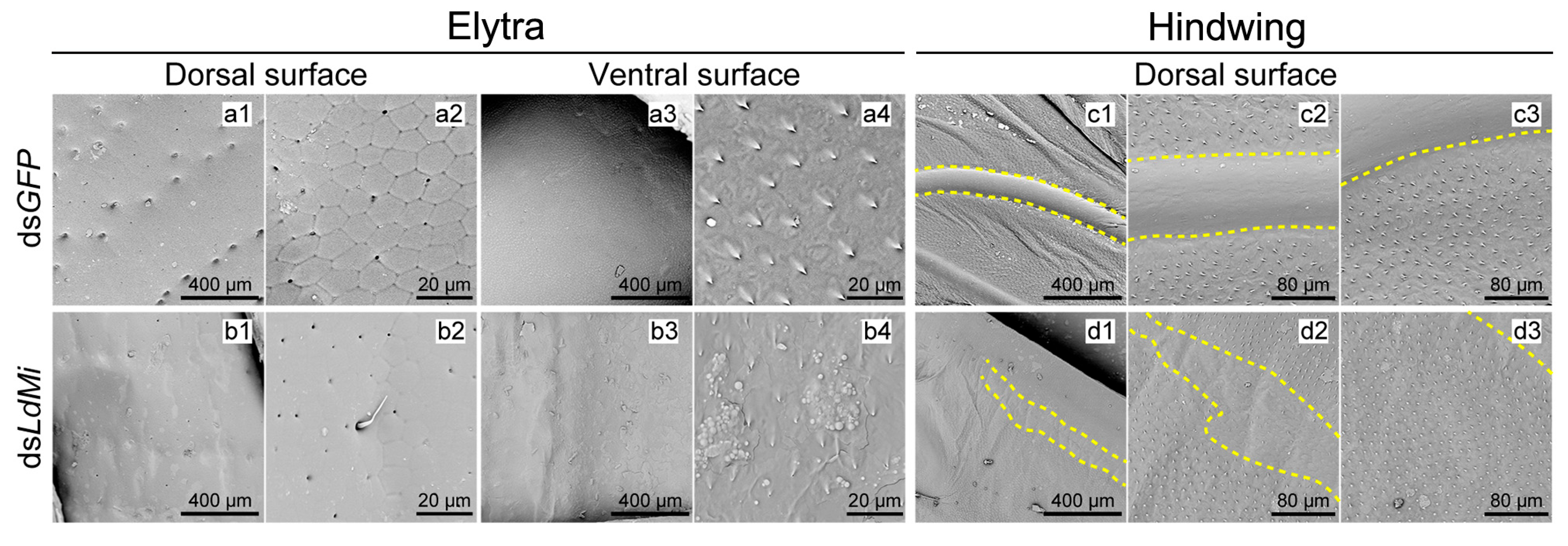 Insects 16 00700 g004