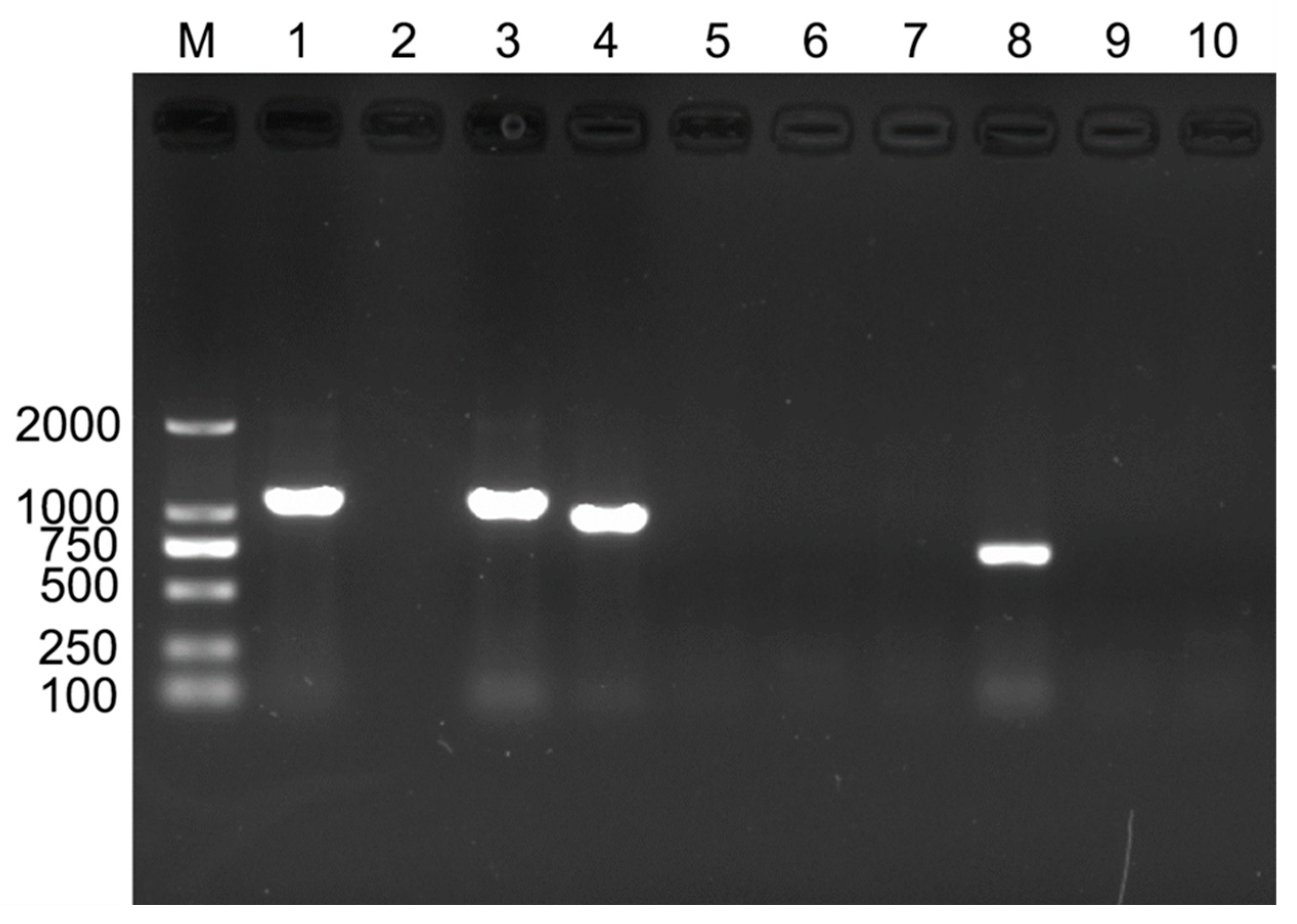 Insects 16 00703 g001