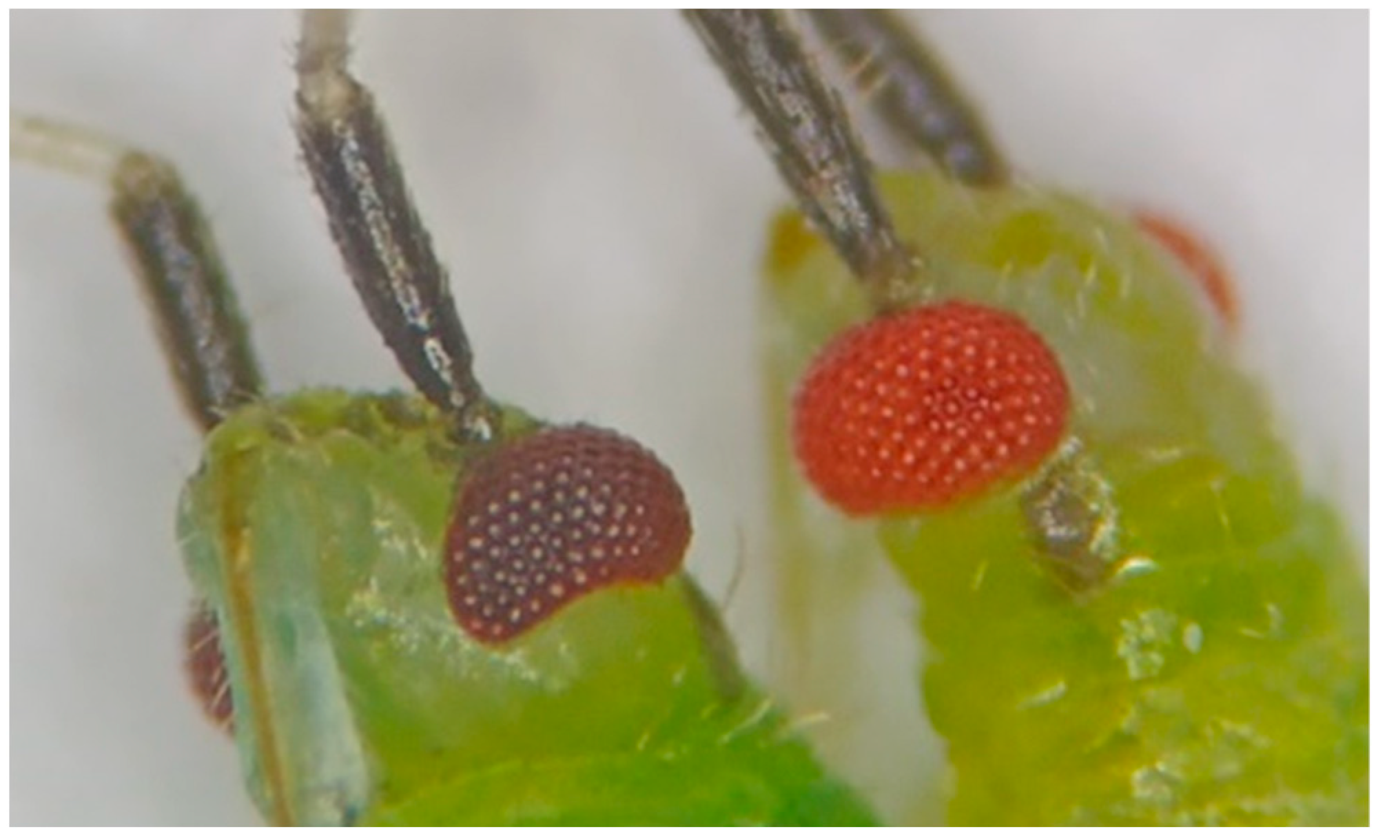 Insects 16 00709 g001 Insects 16 00709 g001