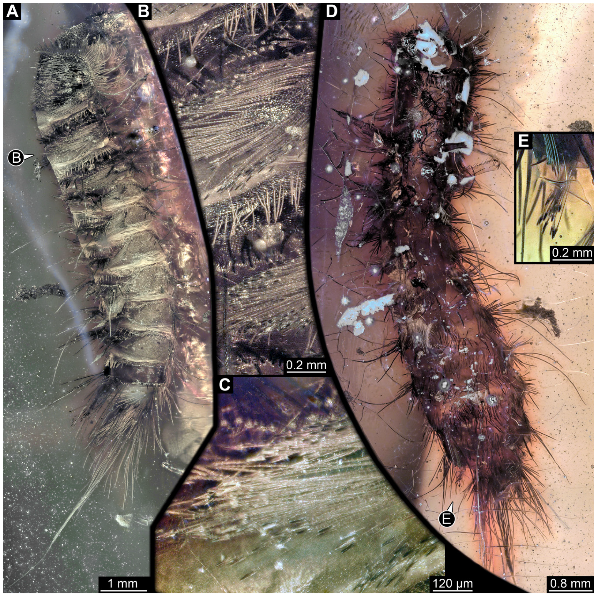 Insects 16 00710 g005
