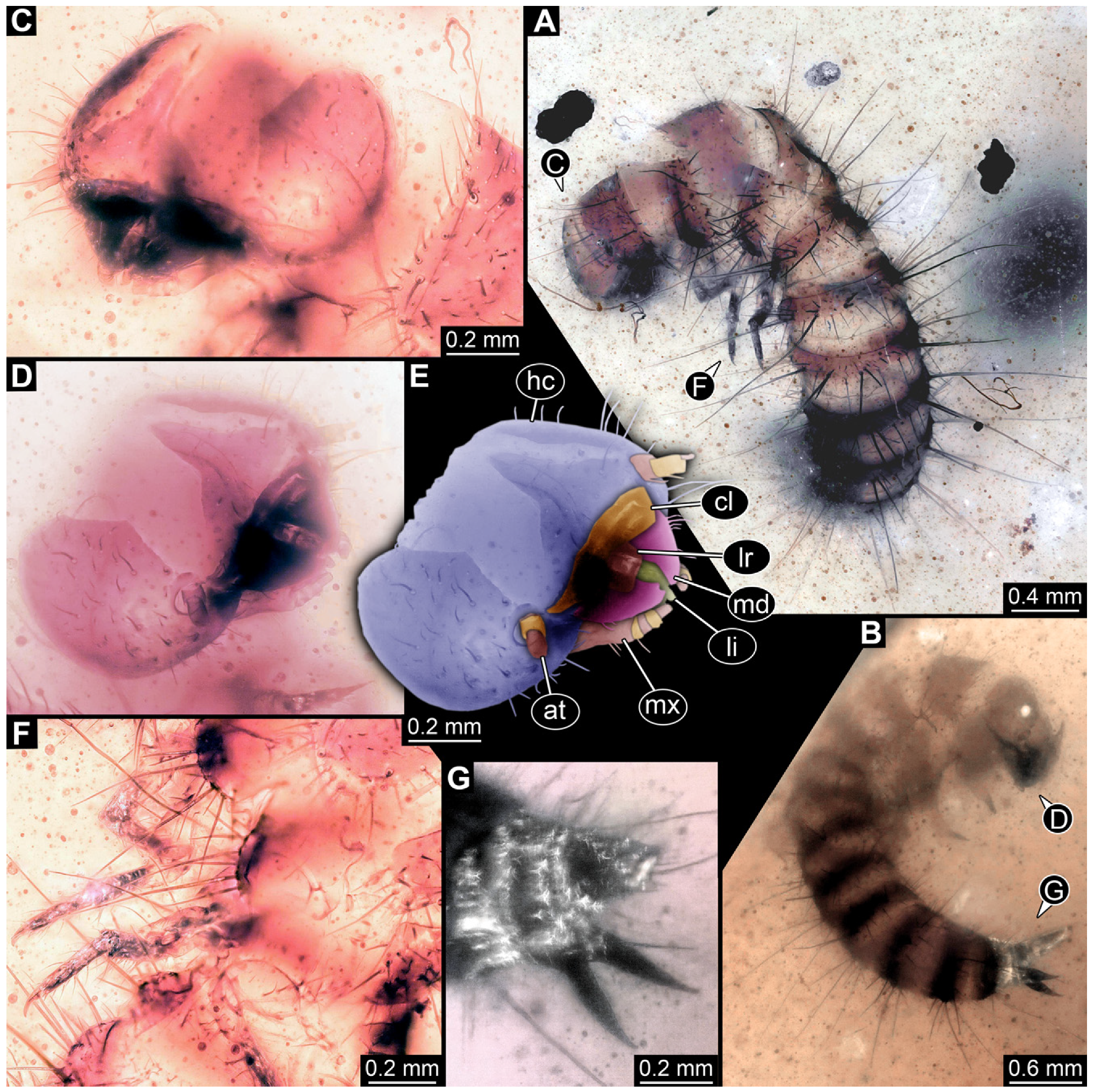 Insects 16 00710 g015