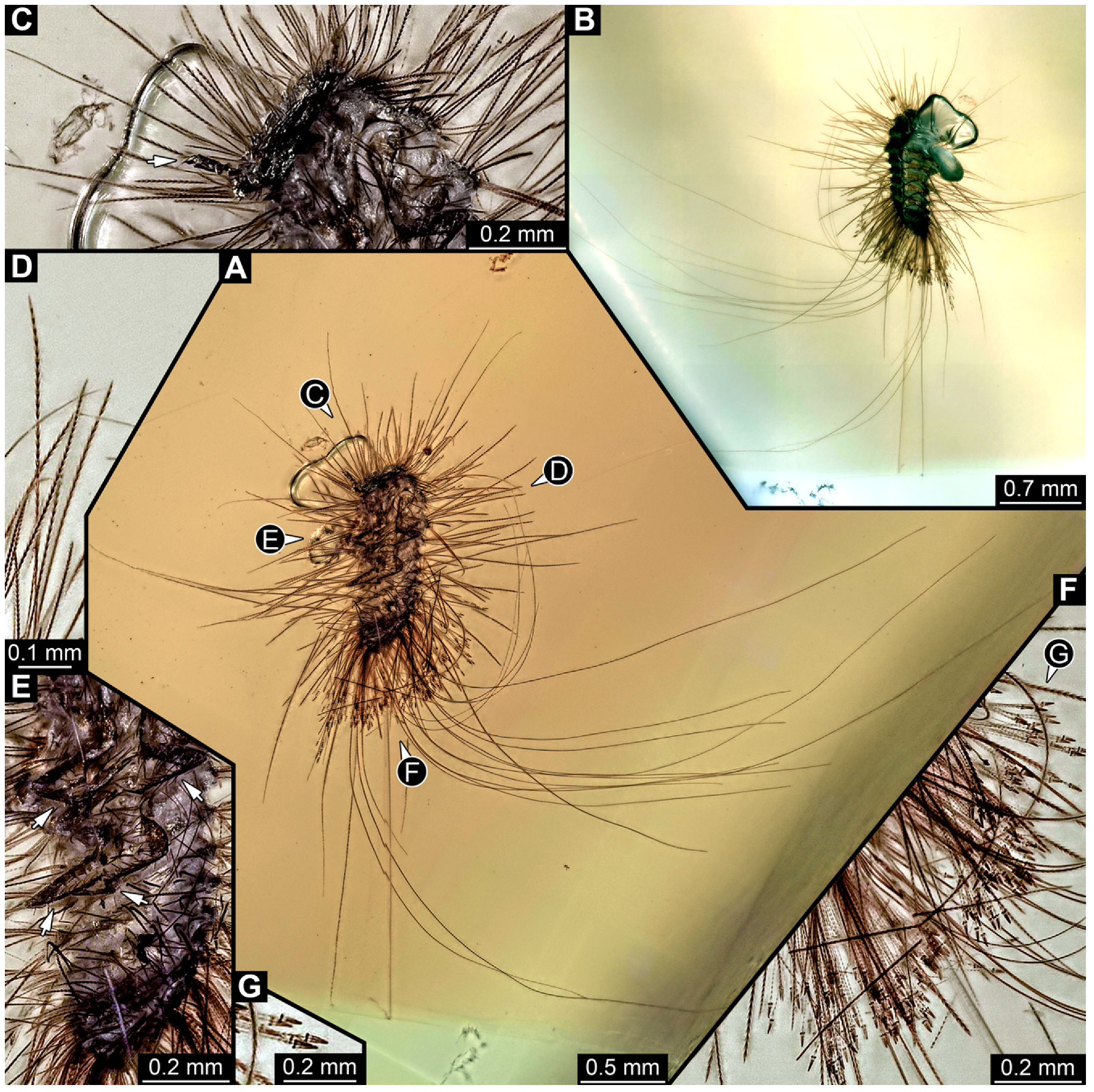 Insects 16 00710 g021