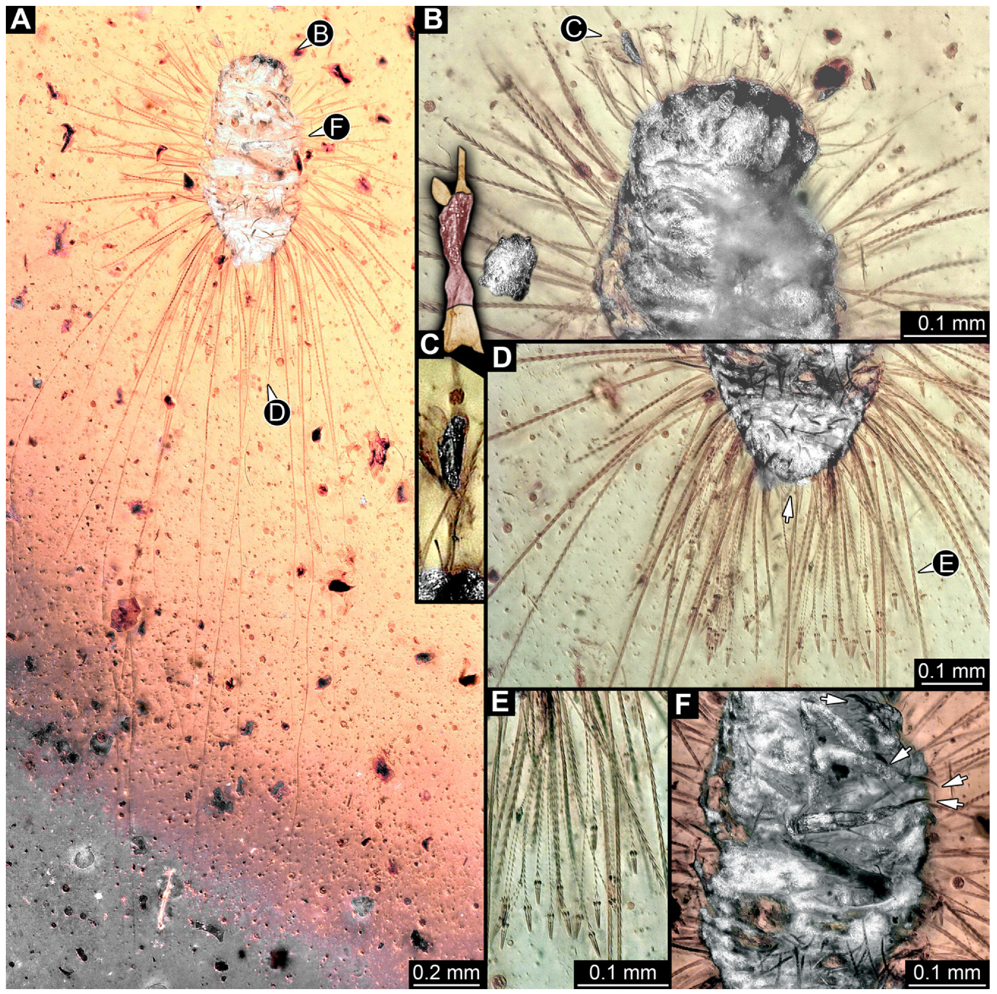 Insects 16 00710 g024