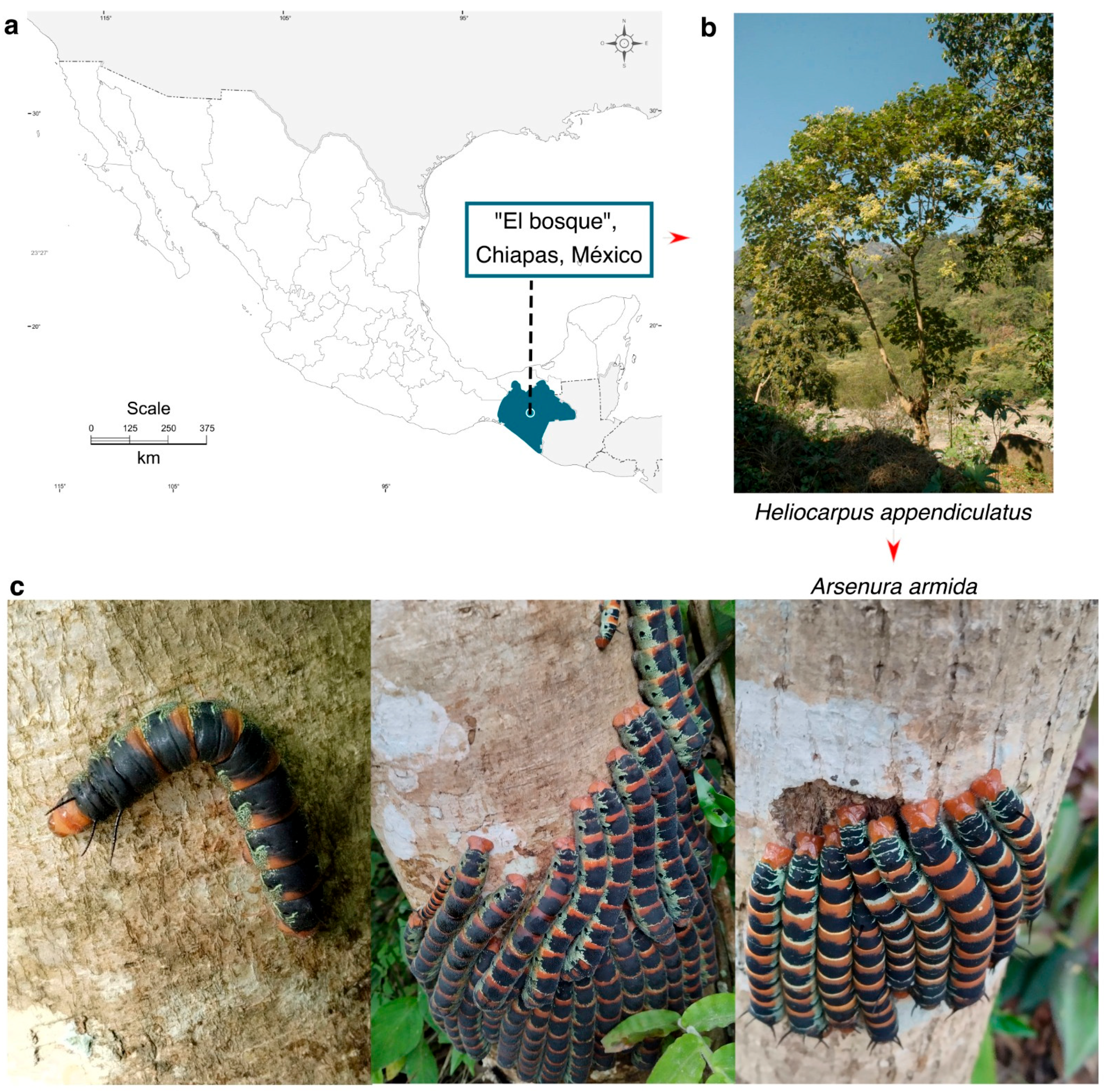 Insects 16 00711 g001 Insects 16 00711 g001