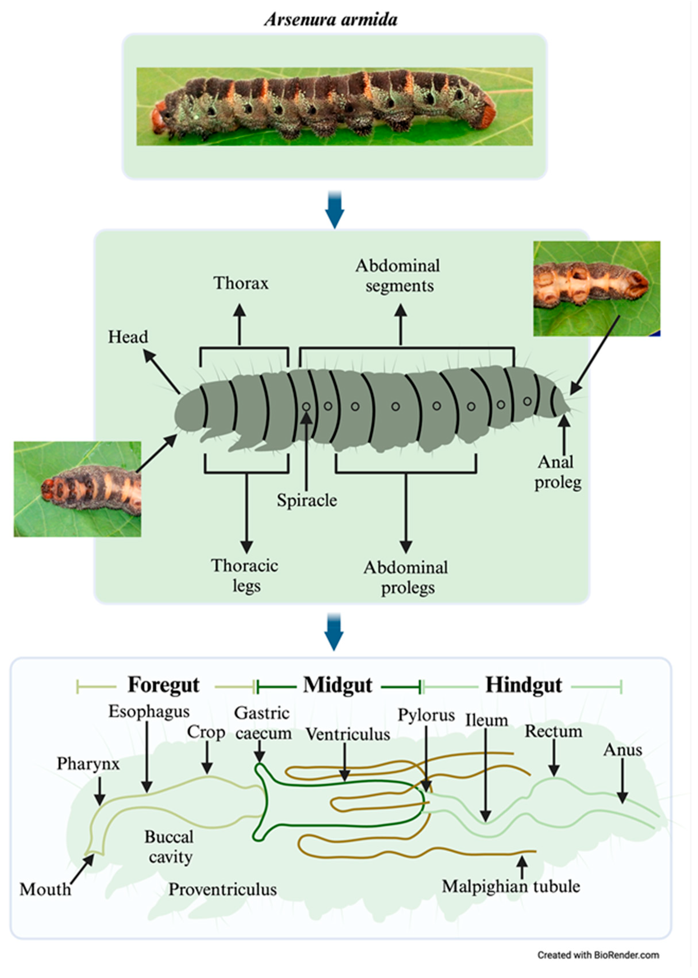 Insects 16 00711 g002 Insects 16 00711 g002