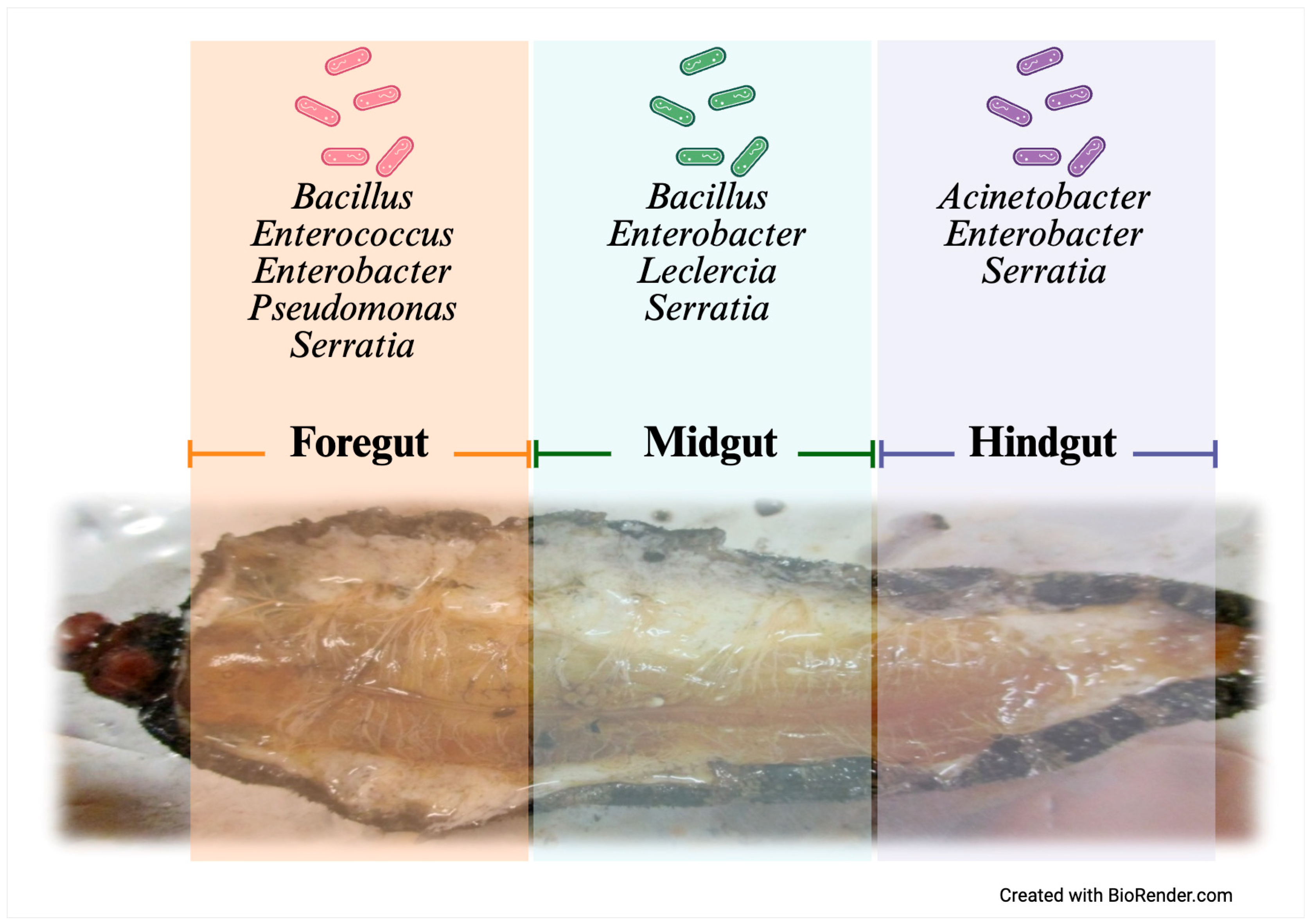 Insects 16 00711 g005 Insects 16 00711 g005