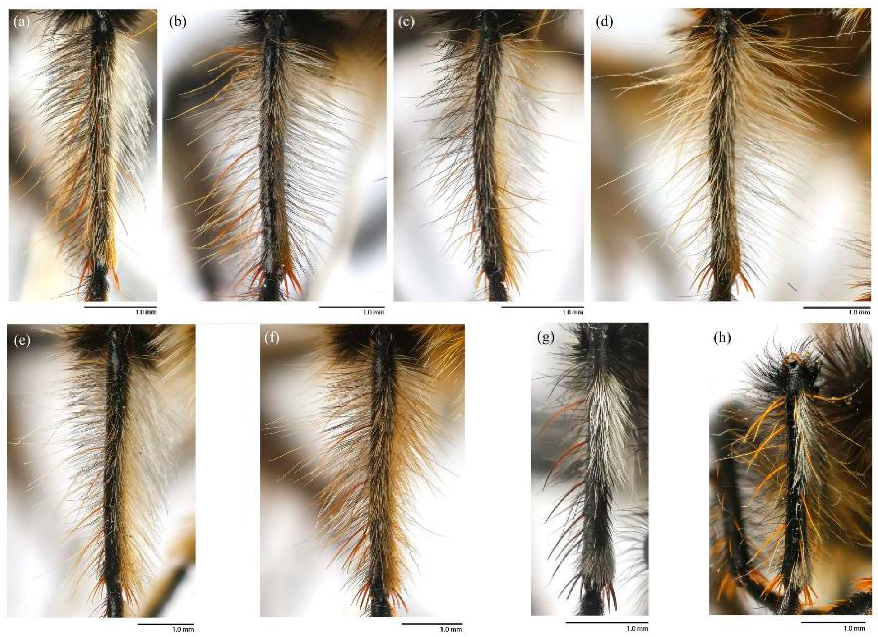 Insects 16 00722 g003