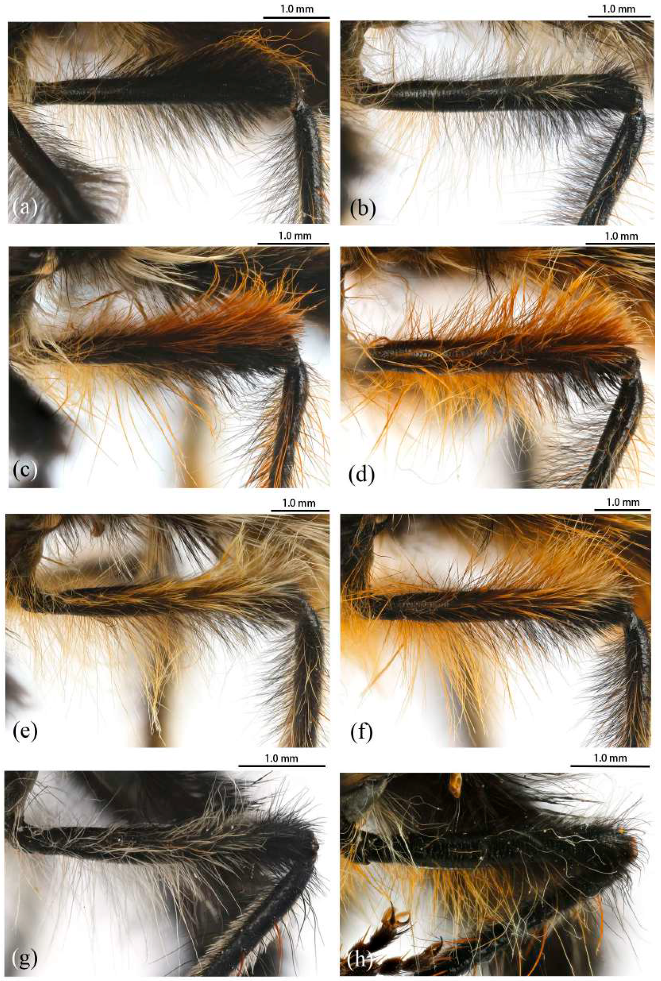 Insects 16 00722 g004