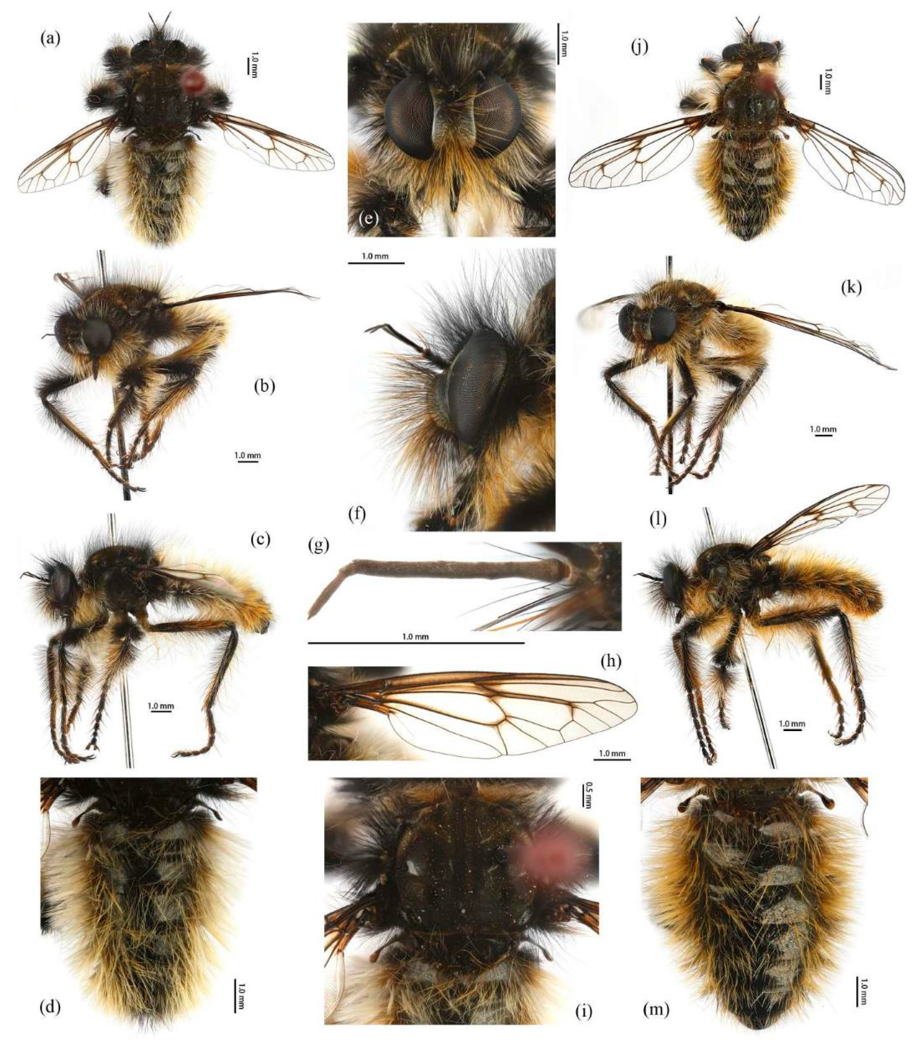 Insects 16 00722 g007