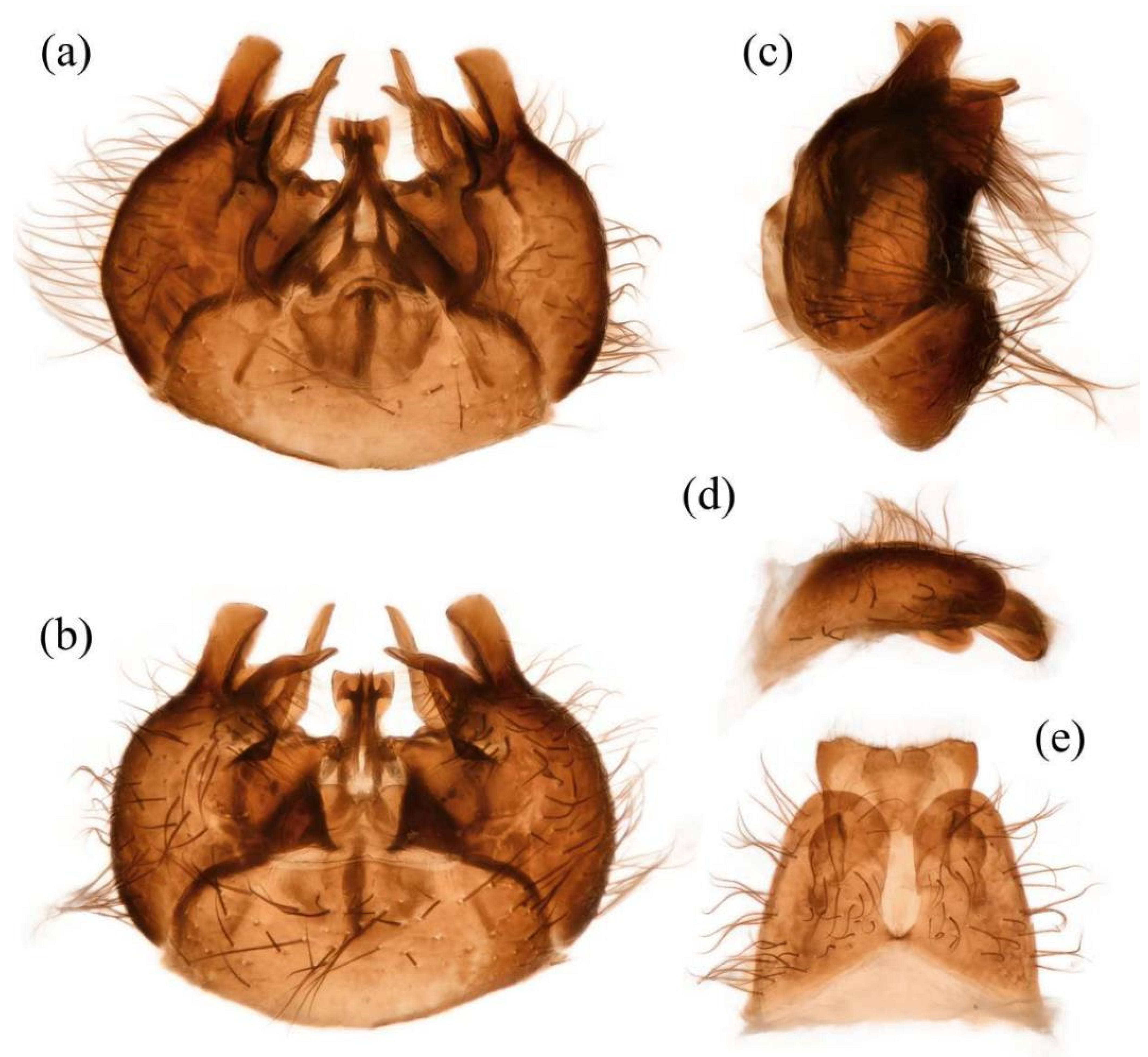 Insects 16 00722 g016