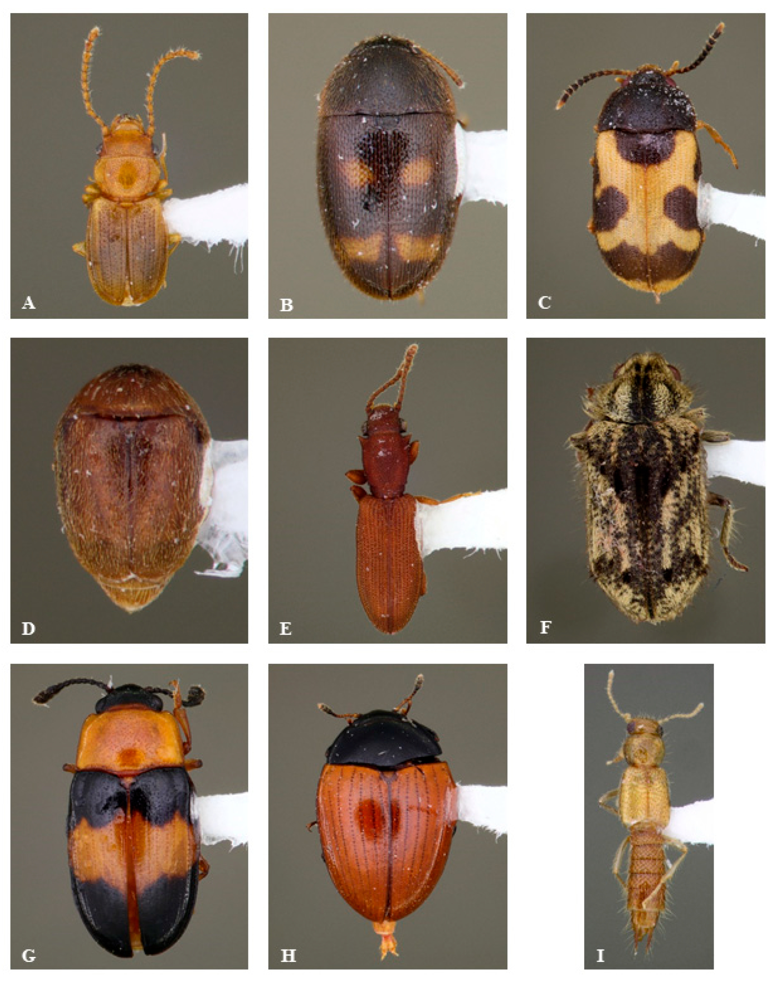 Insects 16 00735 g003a