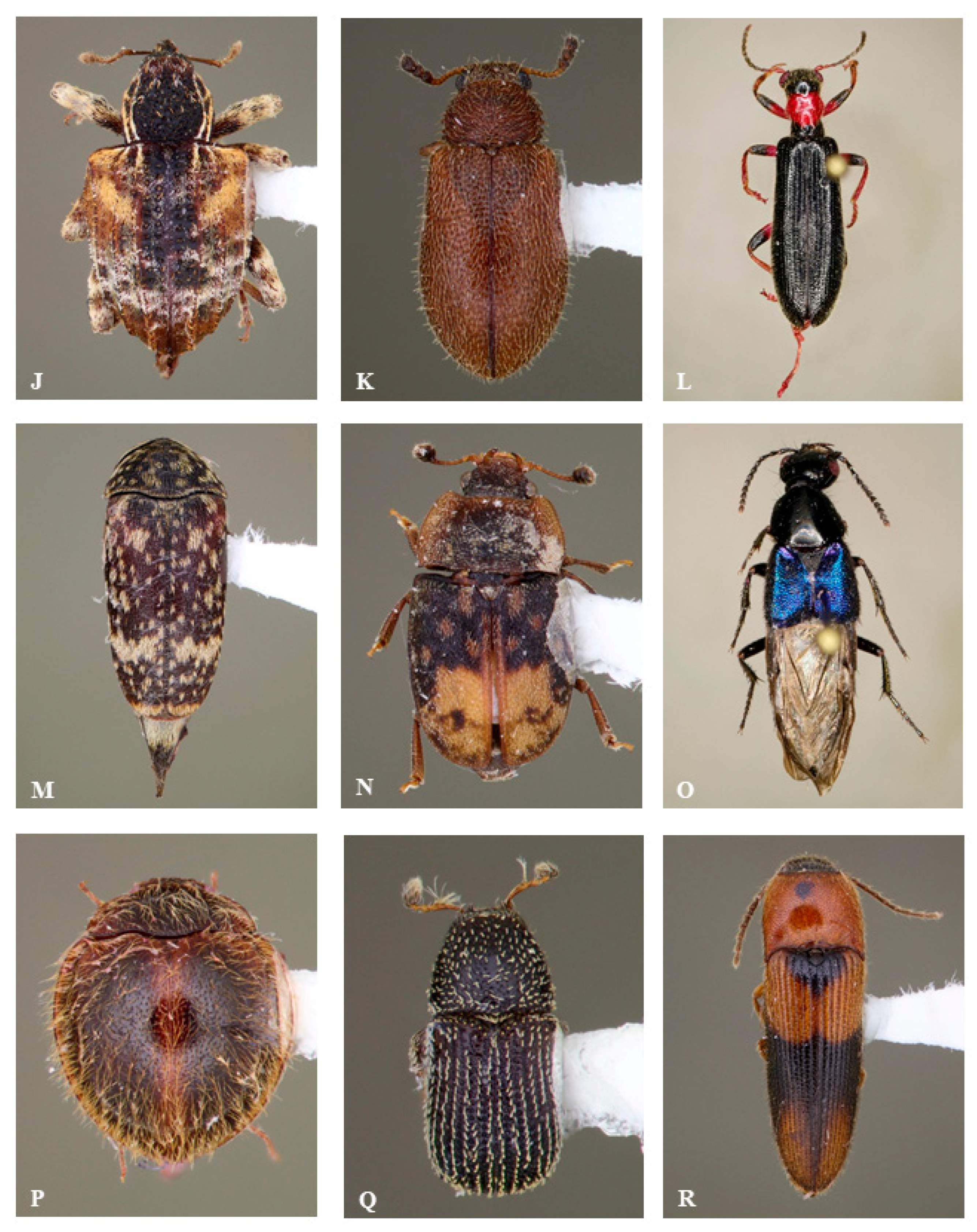 Insects 16 00735 g003b