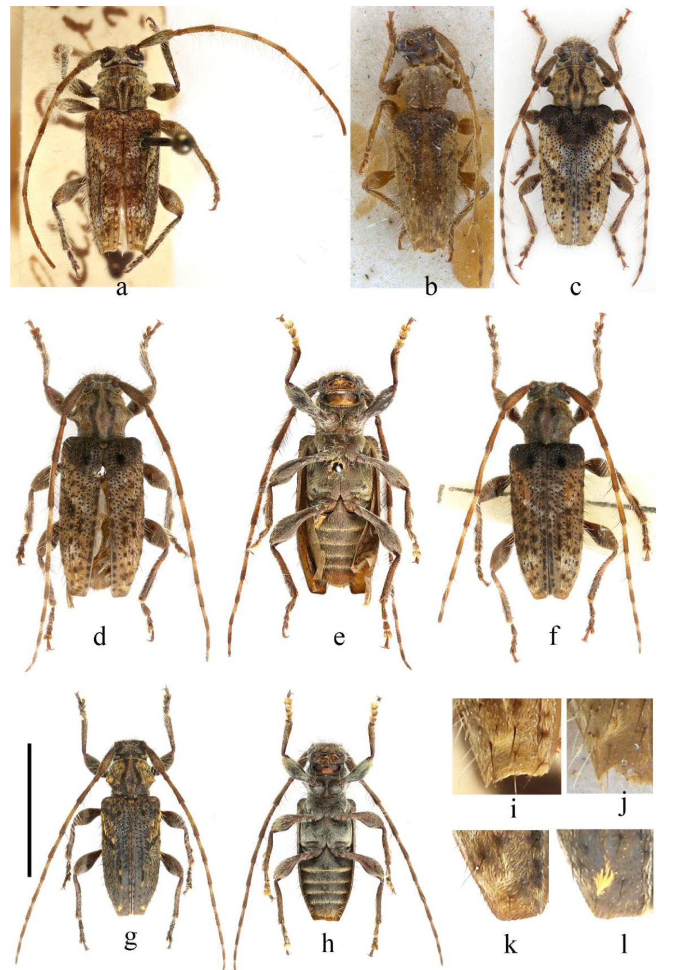 Insects 16 00743 g001