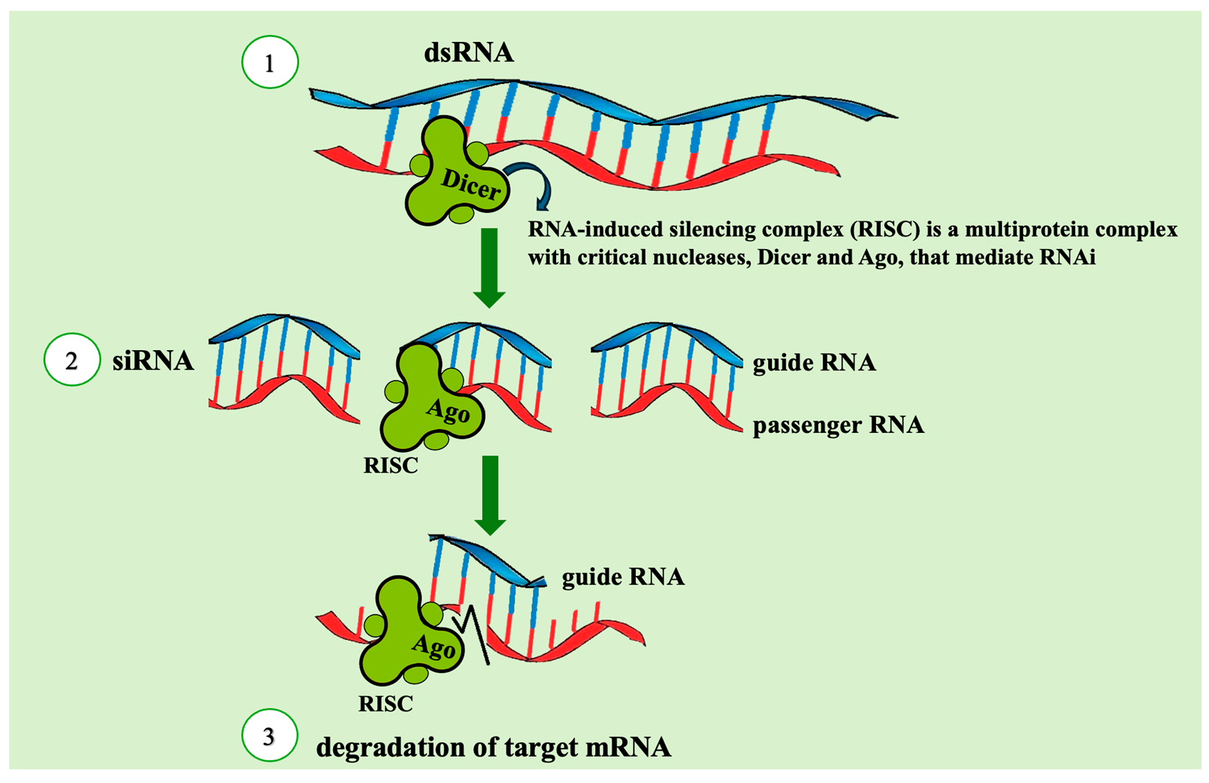 Insects 16 00746 g002