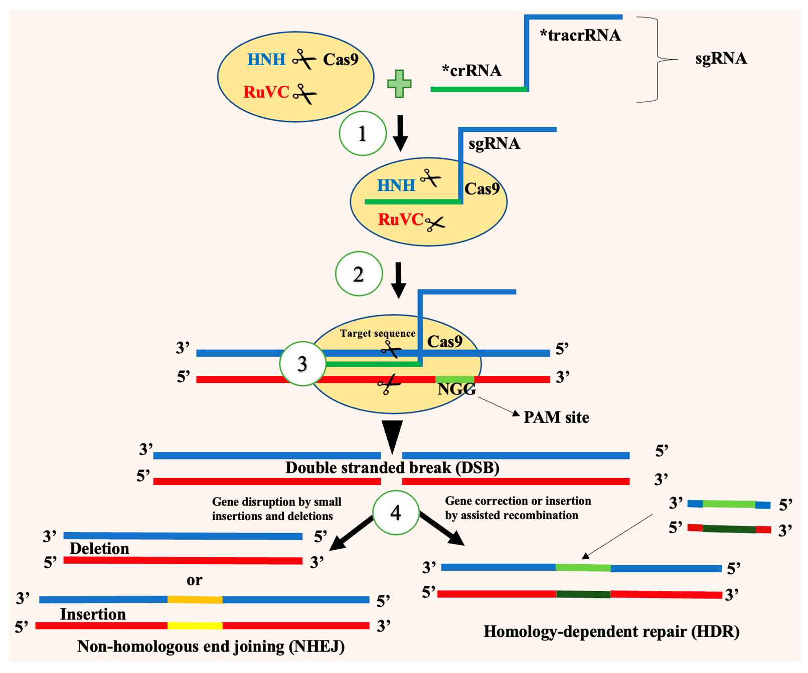 Insects 16 00746 g004