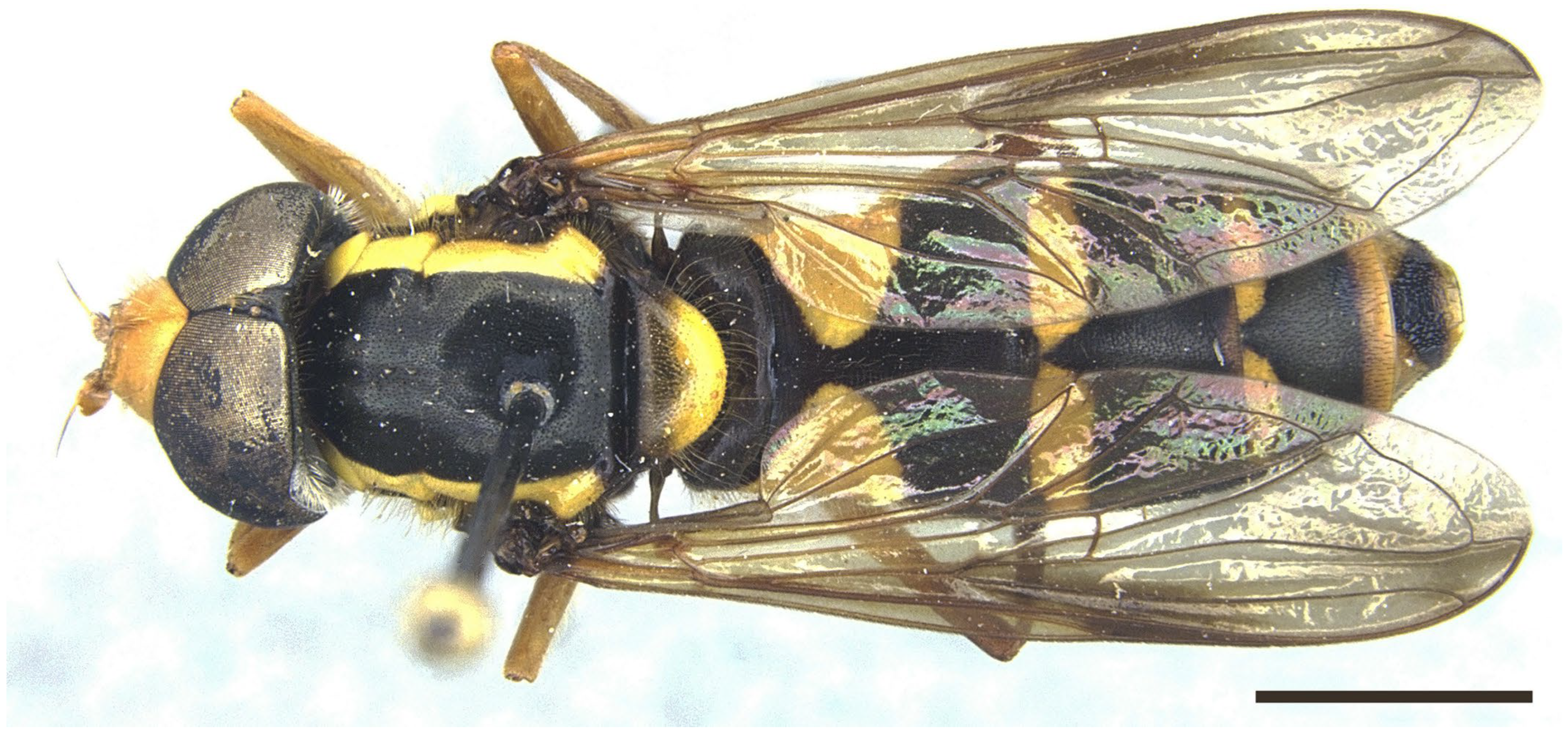 Insects 16 00758 g002 Insects 16 00758 g002