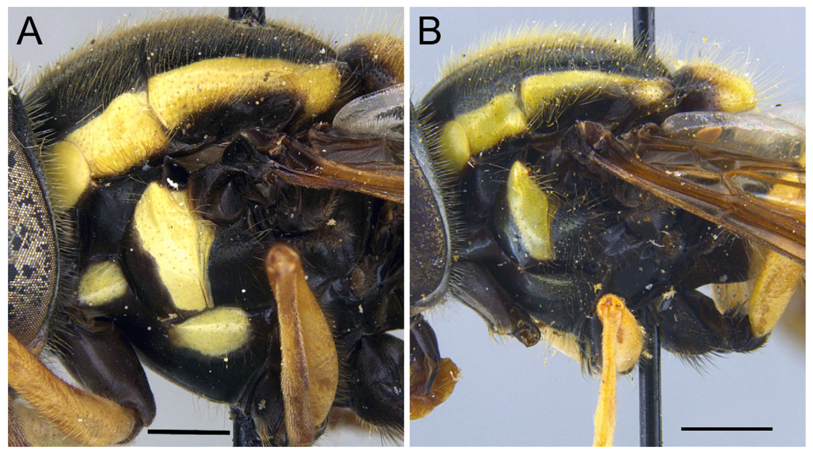 Insects 16 00758 g004 Insects 16 00758 g004