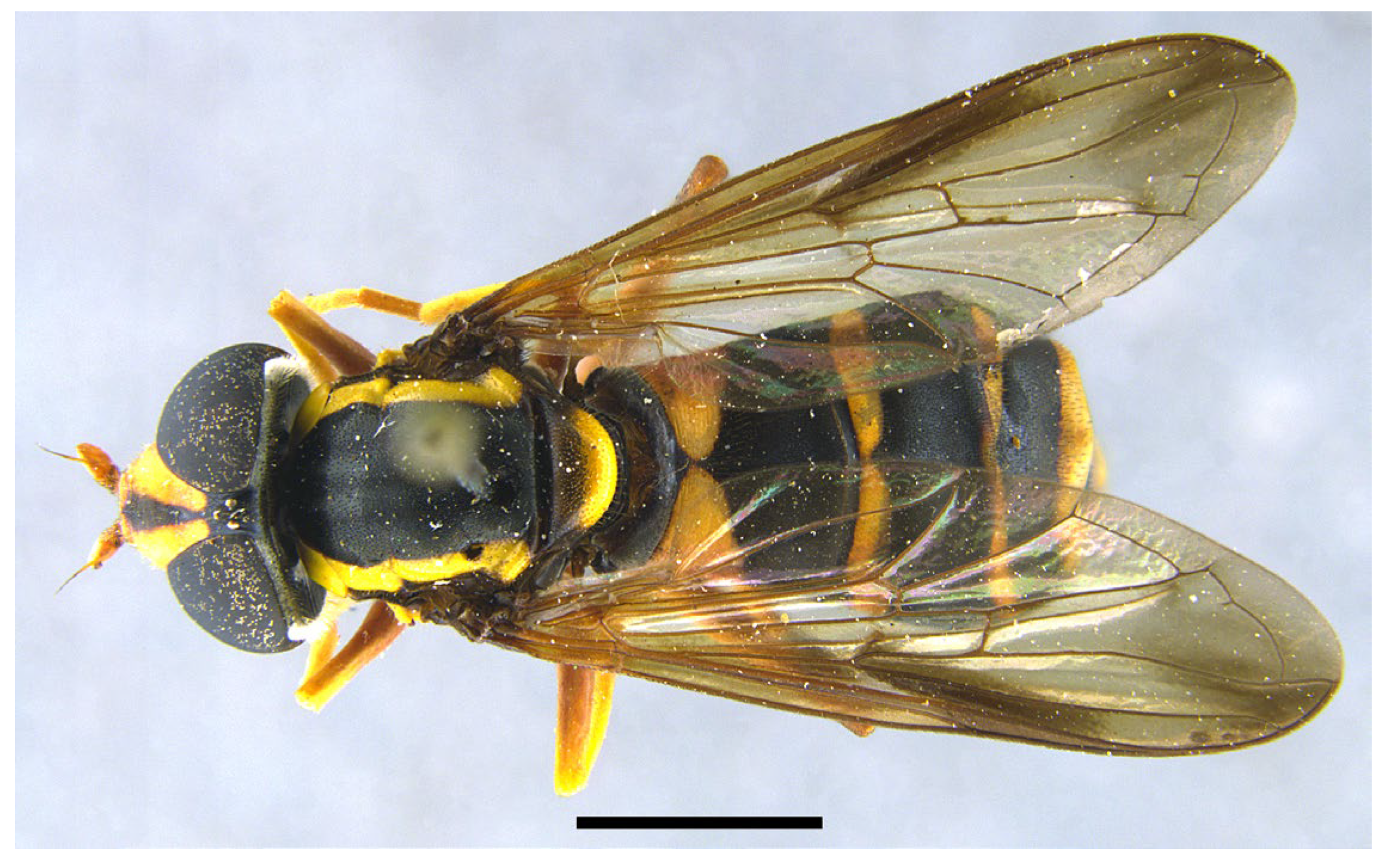 Insects 16 00758 g007 Insects 16 00758 g007