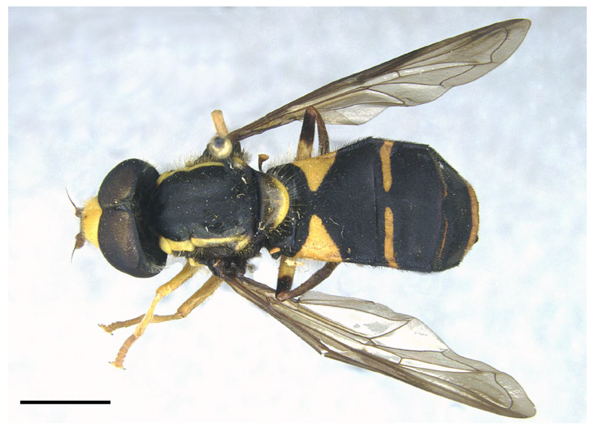 Insects 16 00758 g009 Insects 16 00758 g009