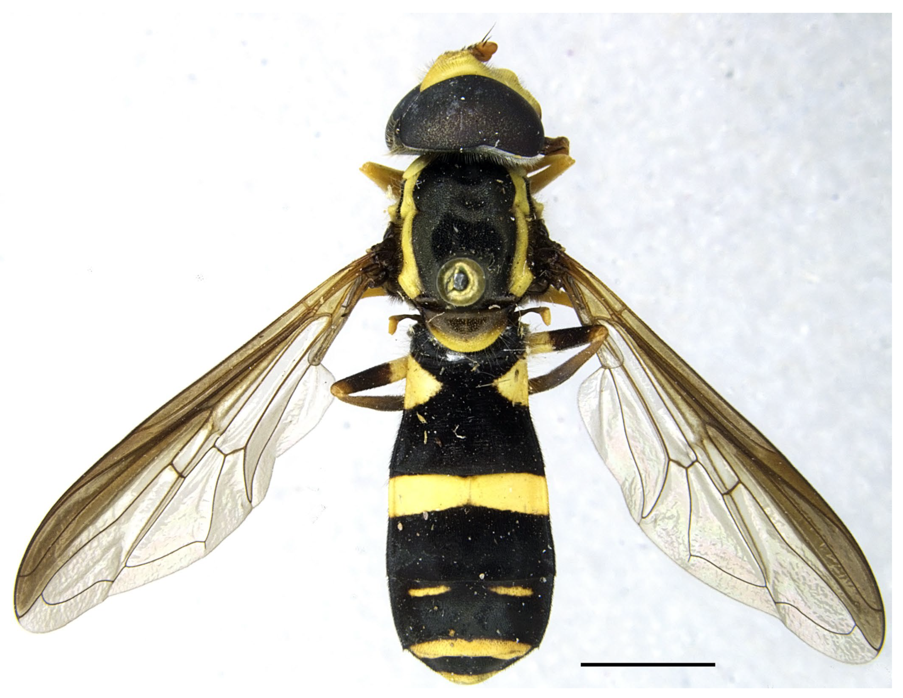 Insects 16 00758 g010 Insects 16 00758 g010