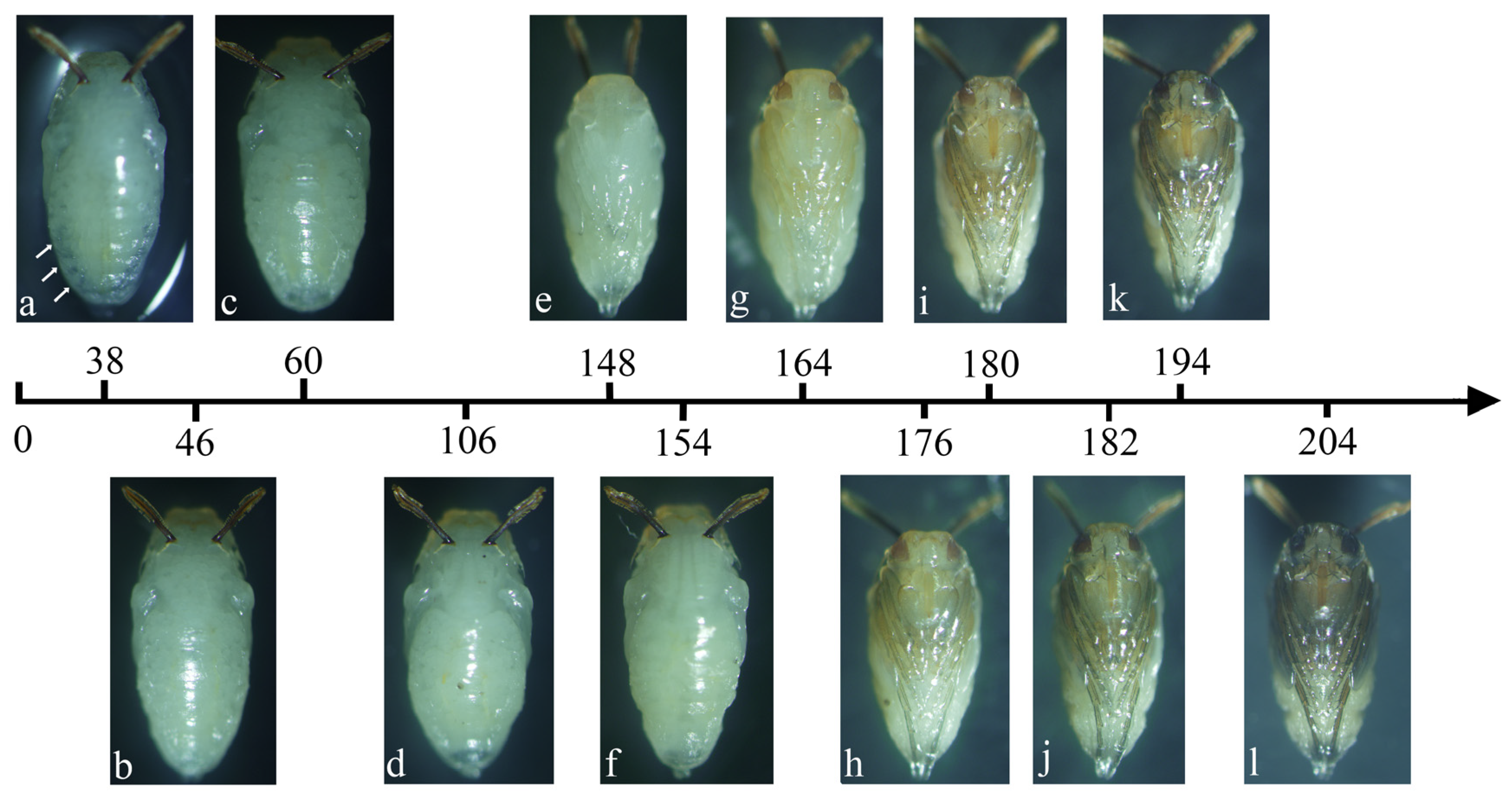 Insects 16 00760 g004