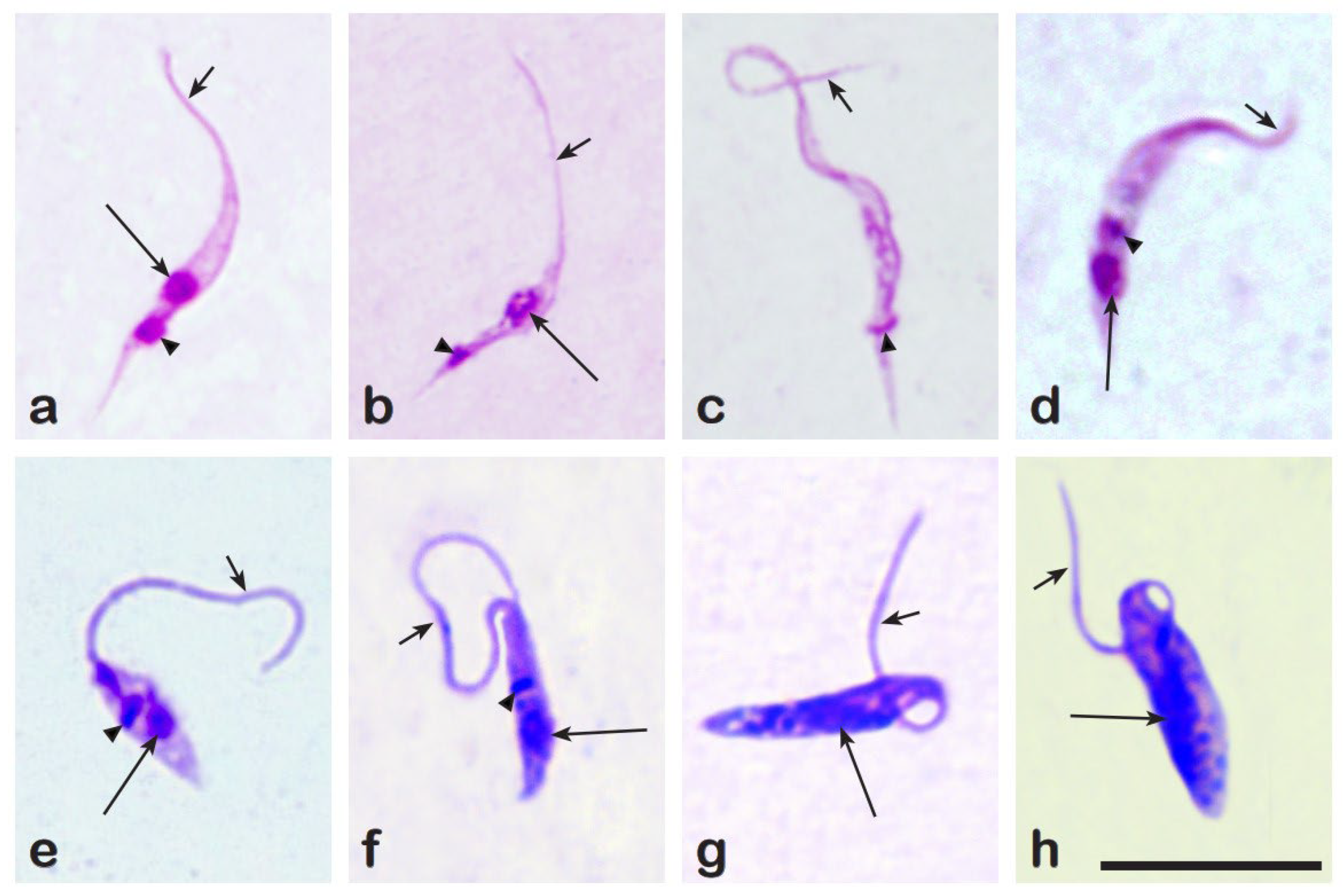 Insects 16 00770 g006
