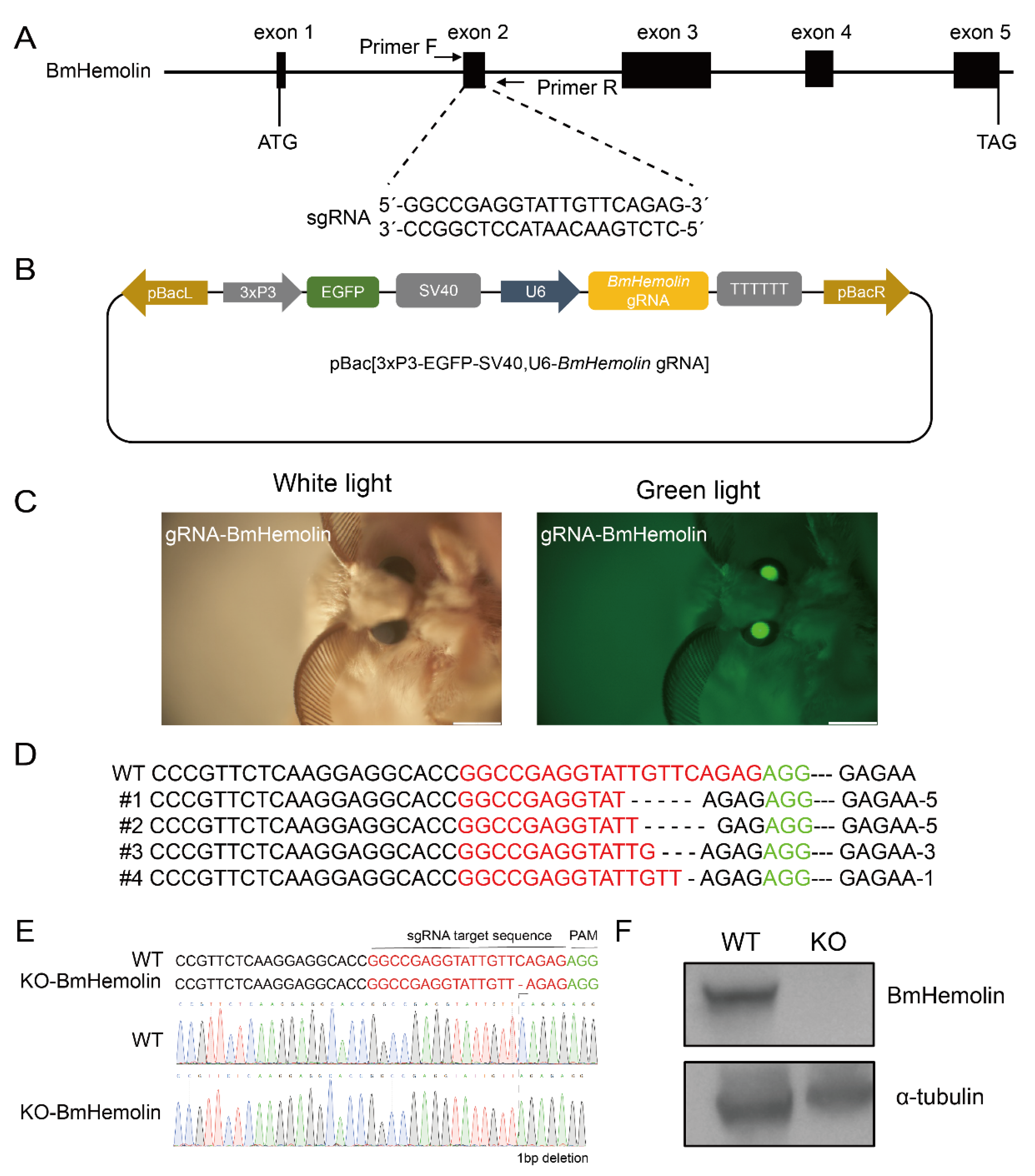 Insects 16 00778 g005