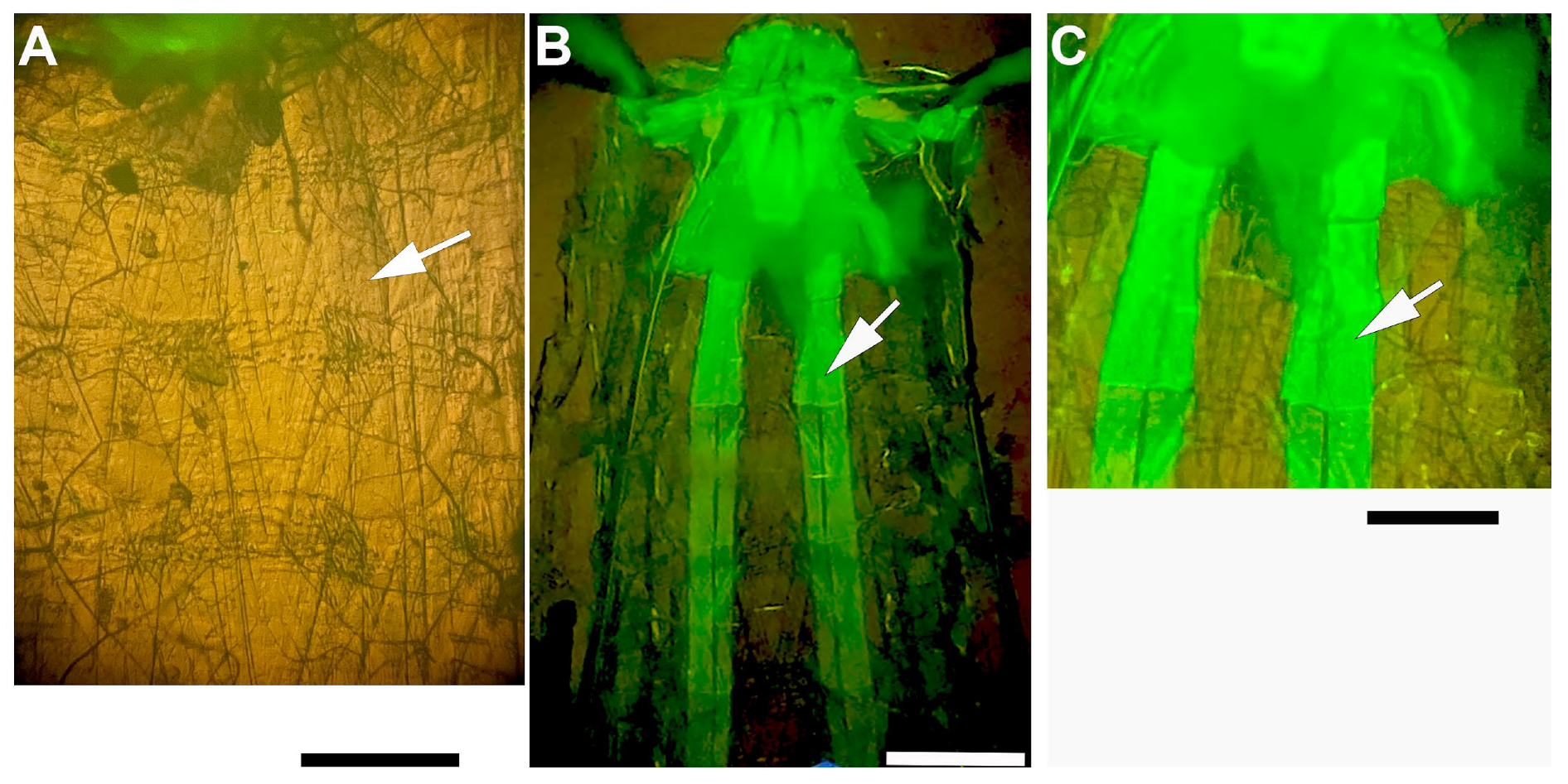 Insects 16 00787 g001