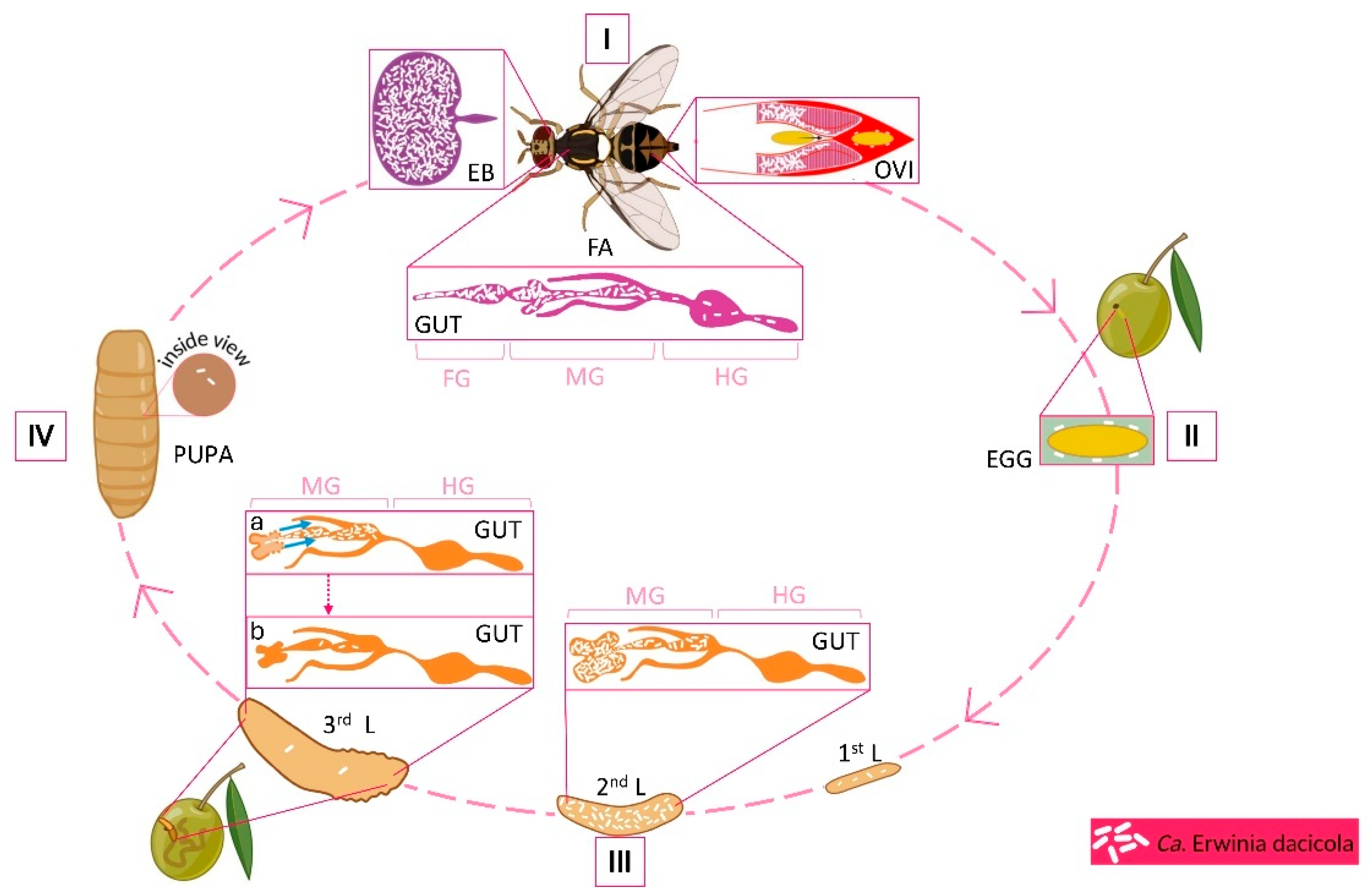 Insects 16 00789 g001 Insects 16 00789 g001
